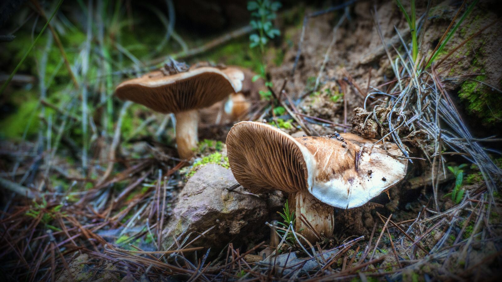 Sony a6000 sample photo. Mushrooms, fungi, autumn photography