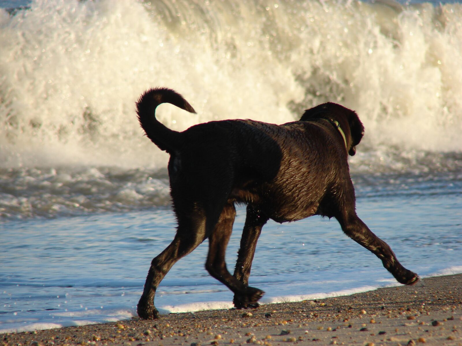 Sony DSC-H2 sample photo. Labrador retriever, beach, labrador photography