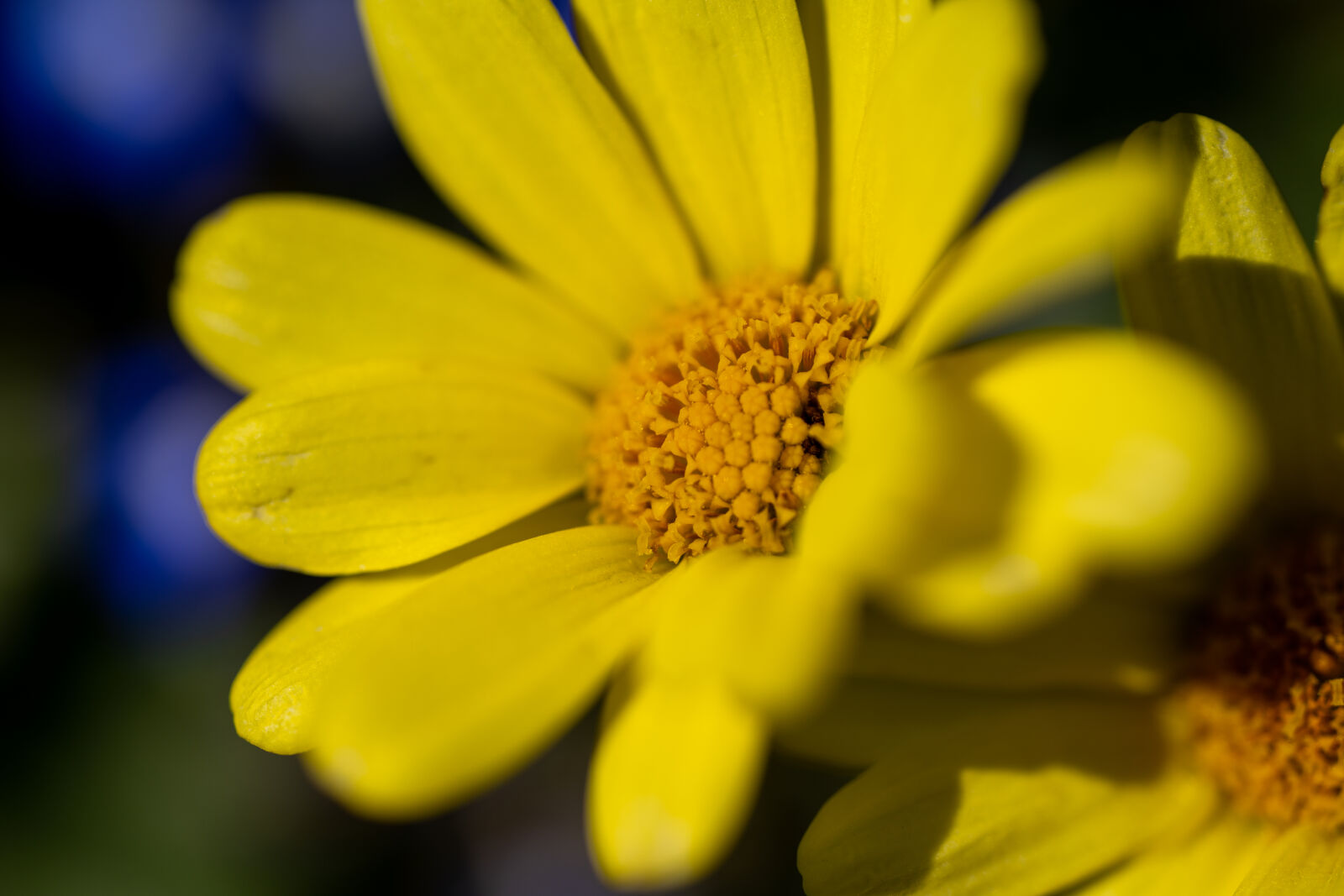 Nikon Z7 II sample photo. Yellow flower photography