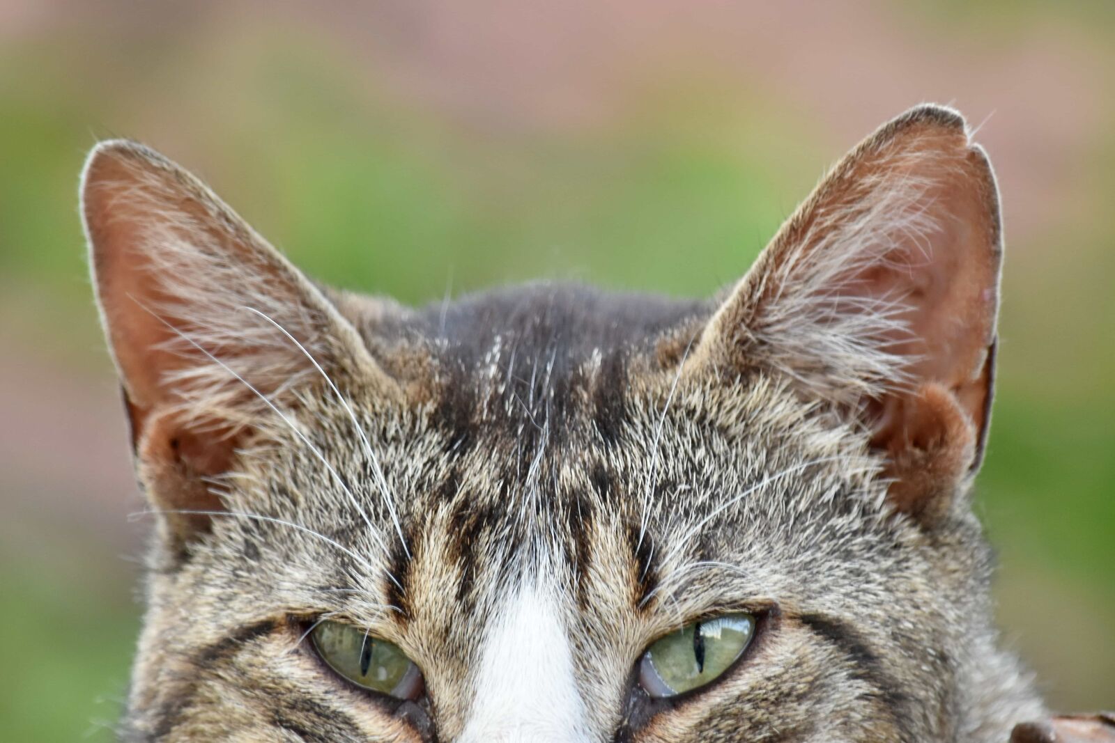 Nikon D5500 sample photo. Curiosity, domestic cat, eyes photography