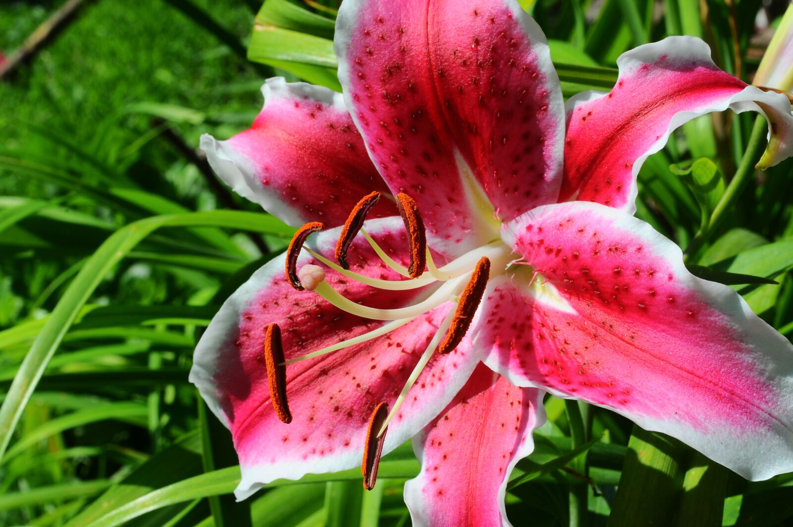 Nikon D300 sample photo. Tiger lilies, macro shooting photography