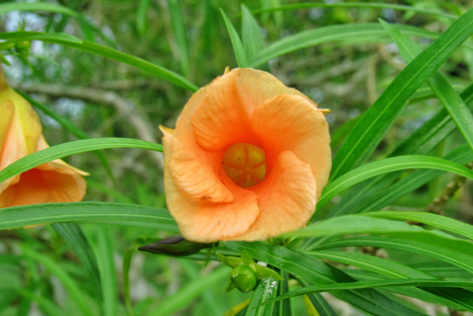 Canon PowerShot SX530 HS sample photo. Flower, leaf, nature photography