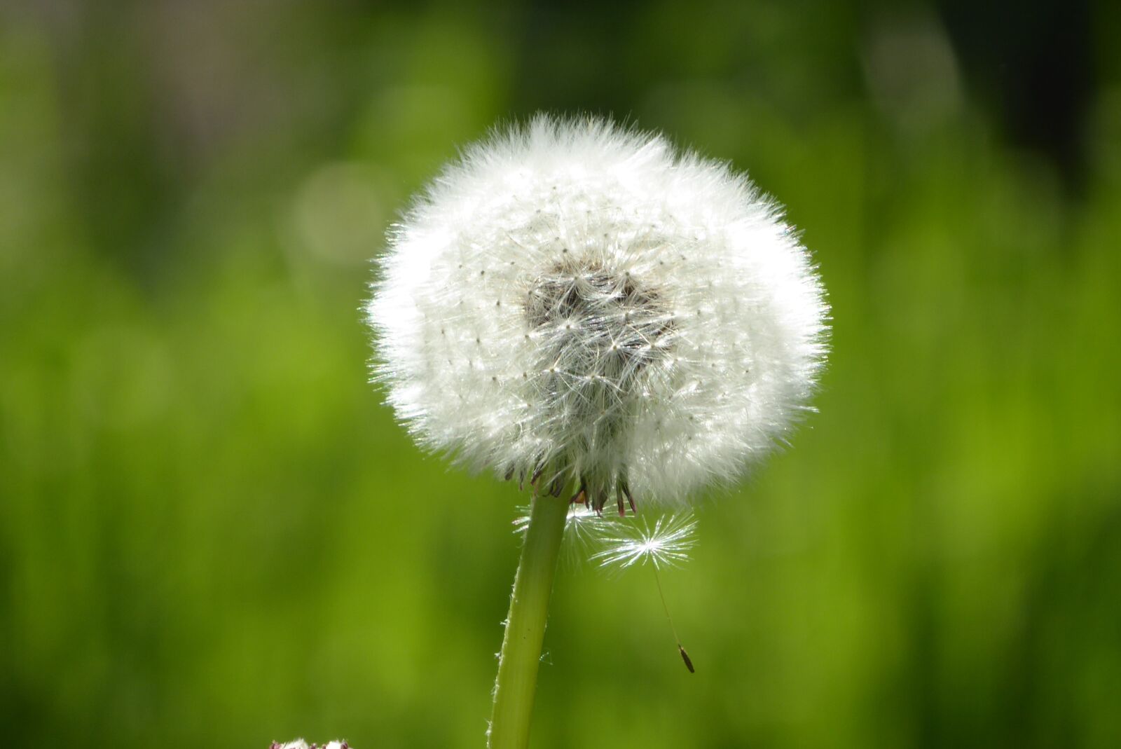 Panasonic Lumix DMC-ZS50 (Lumix DMC-TZ70) sample photo. Dandelion, summer, green photography