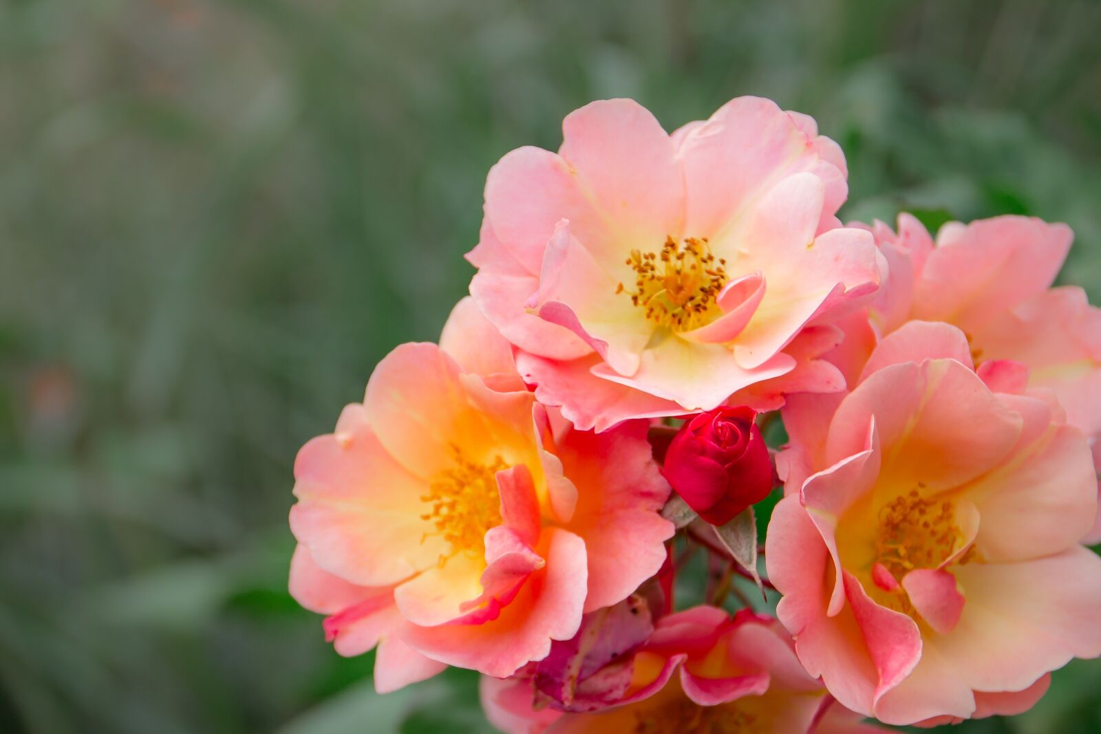 Canon EOS 700D (EOS Rebel T5i / EOS Kiss X7i) sample photo. Roses, red, red rose photography