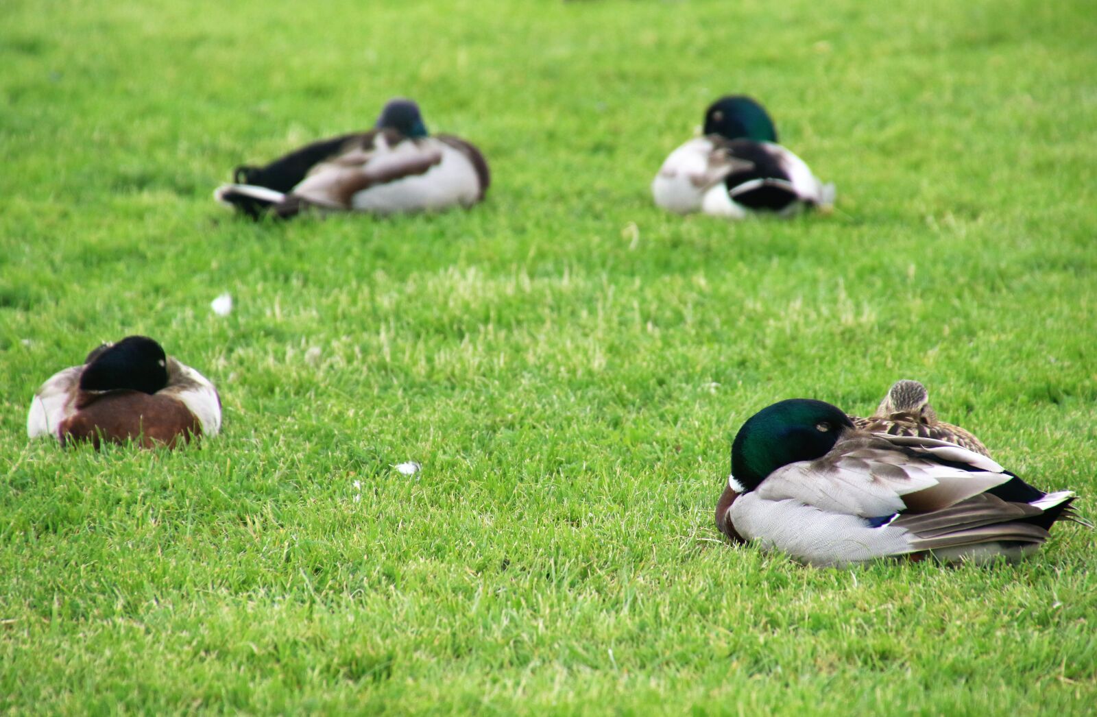 Canon EOS 7D Mark II sample photo. Animals, birds, country, ducks photography