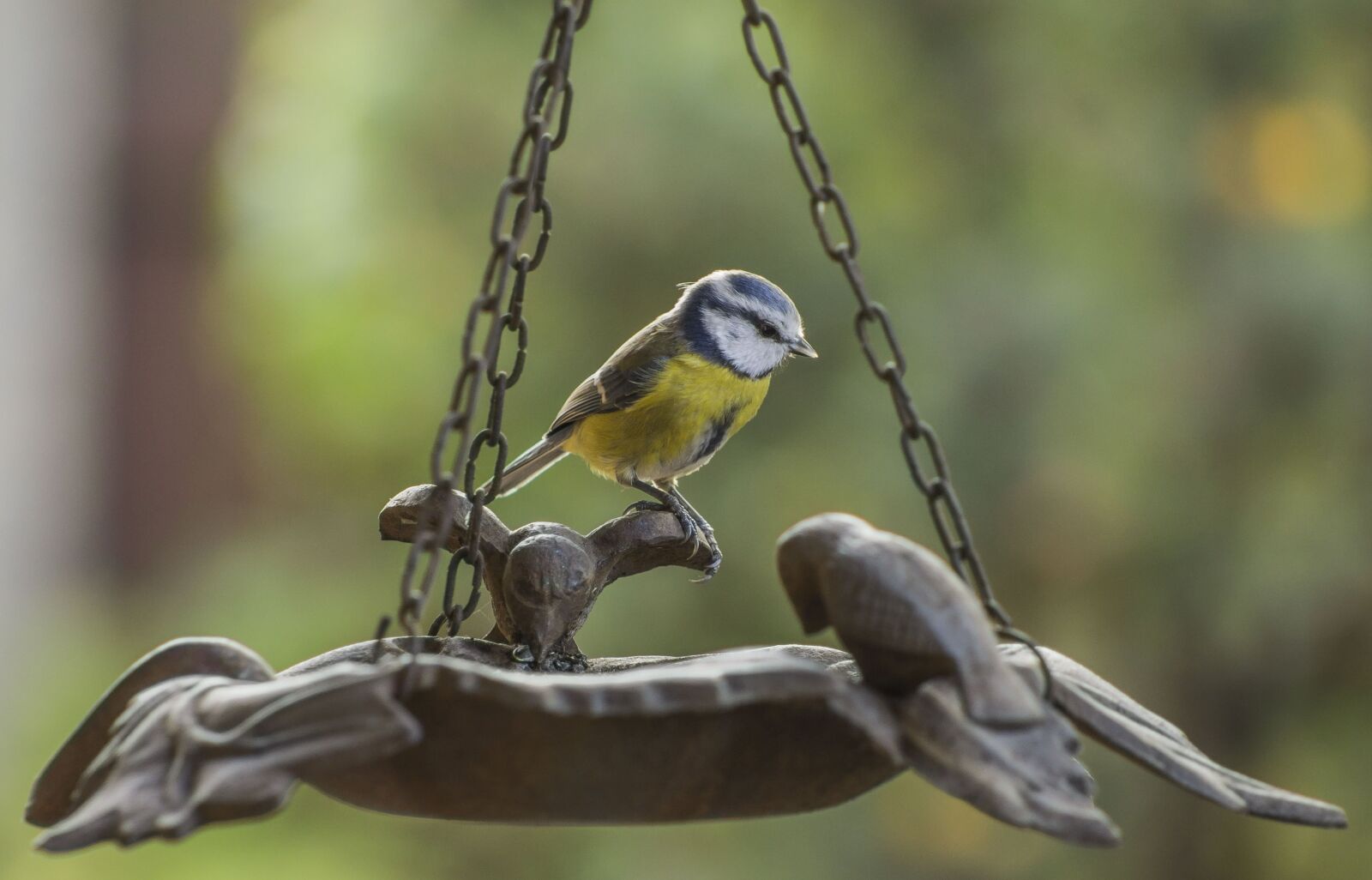 Canon EF 75-300mm f/4-5.6 sample photo. Tit, blue, bird photography