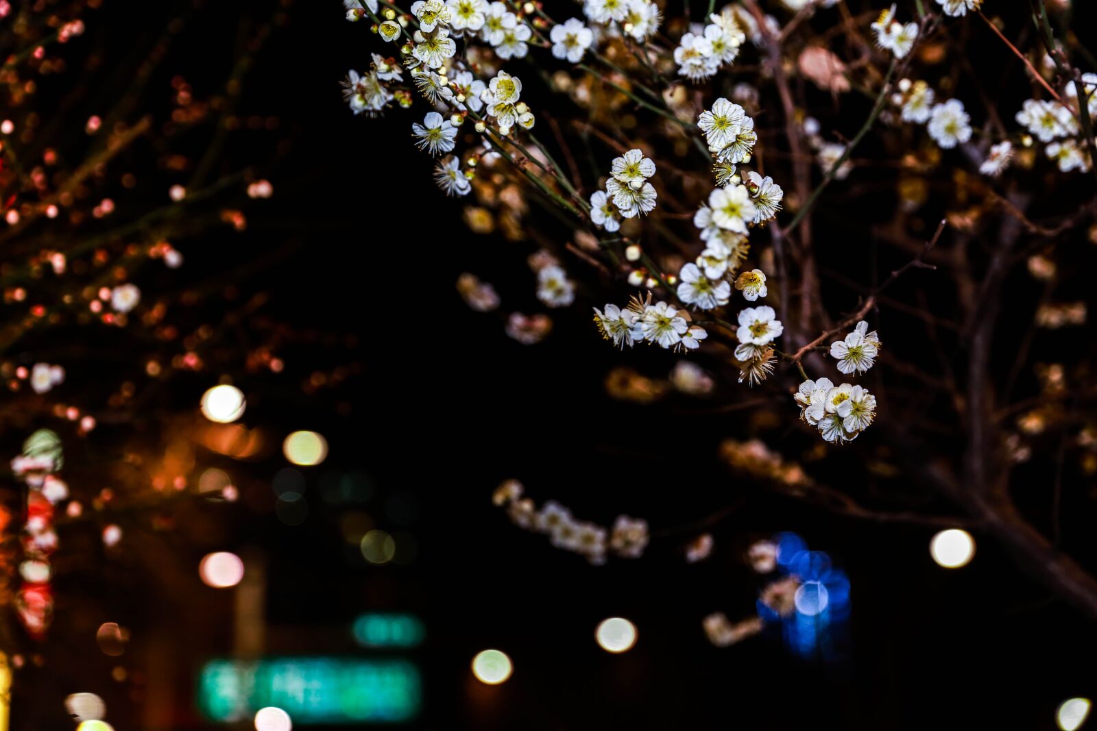Canon EOS 6D sample photo. Flowers, plum, cherry blossom photography