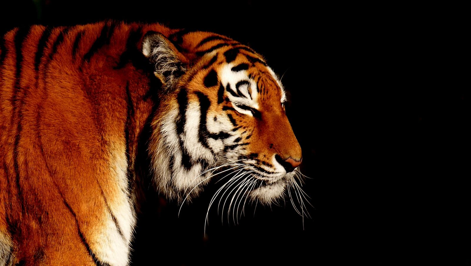 Nikon D7200 sample photo. Tiger, big cat, predator photography