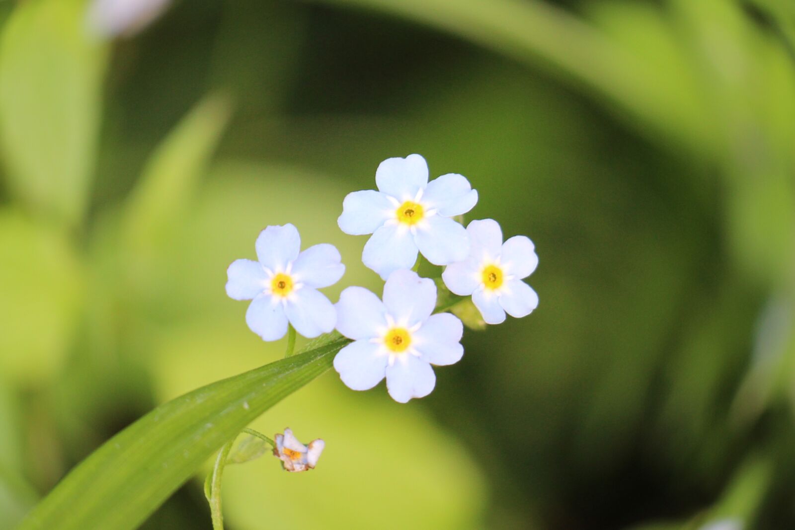 Canon EOS 700D (EOS Rebel T5i / EOS Kiss X7i) sample photo. Do not forget me photography