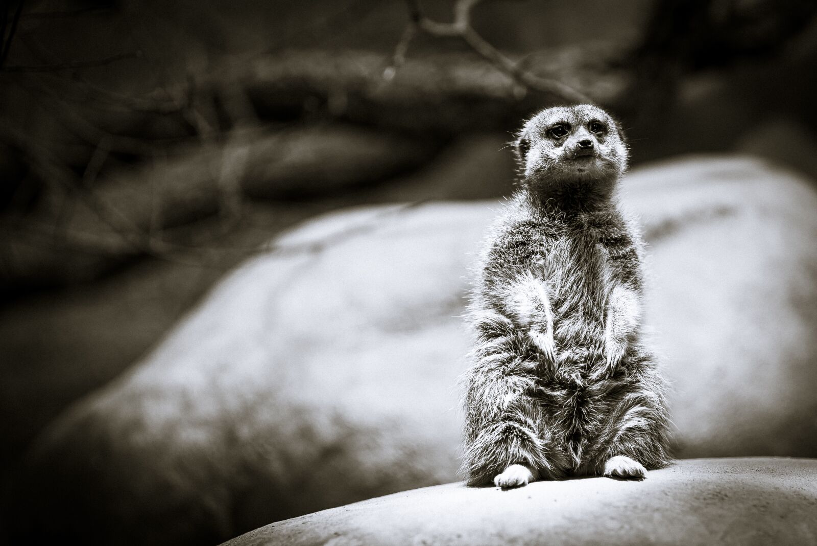 Nikon D610 sample photo. Black and white, animal photography
