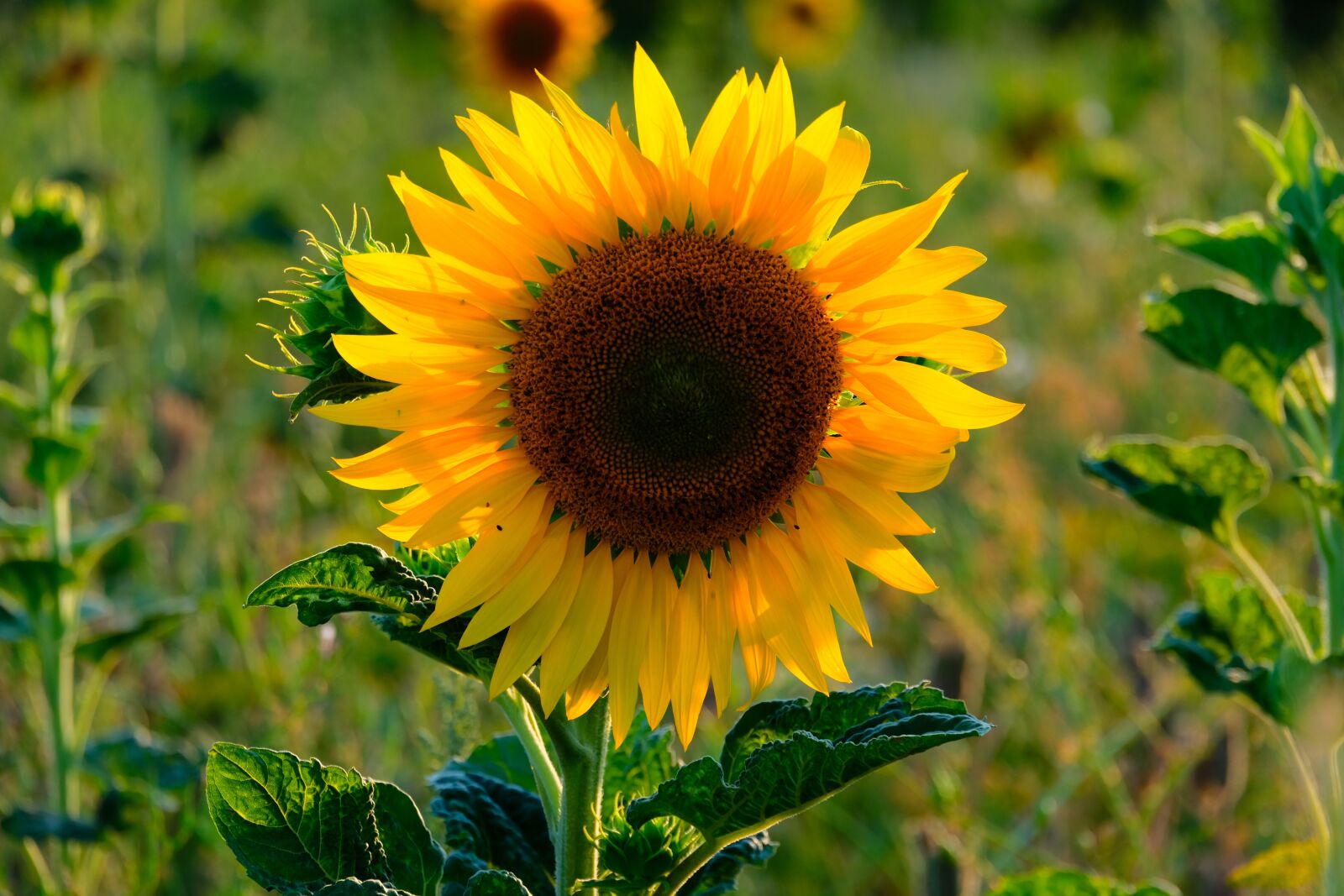 Fujifilm XC 50-230mm F4.5-6.7 OIS sample photo. Sunflower, flower, summer photography