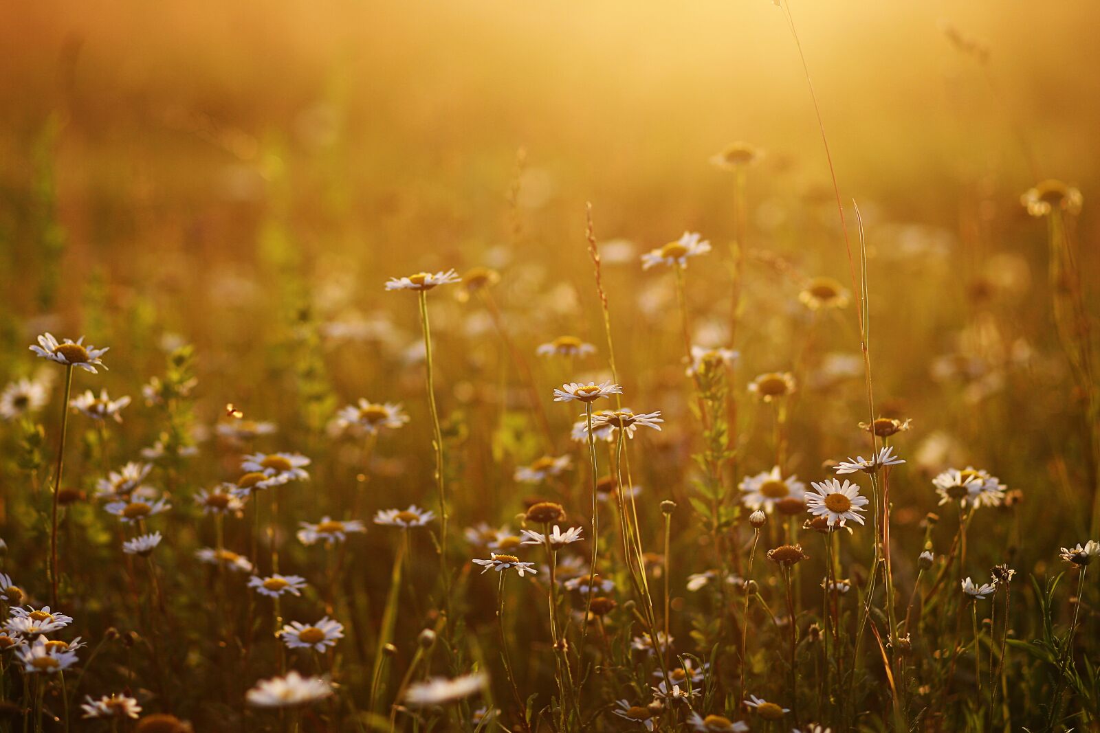 Canon EOS 5D sample photo. Chamomile, field, sunset photography