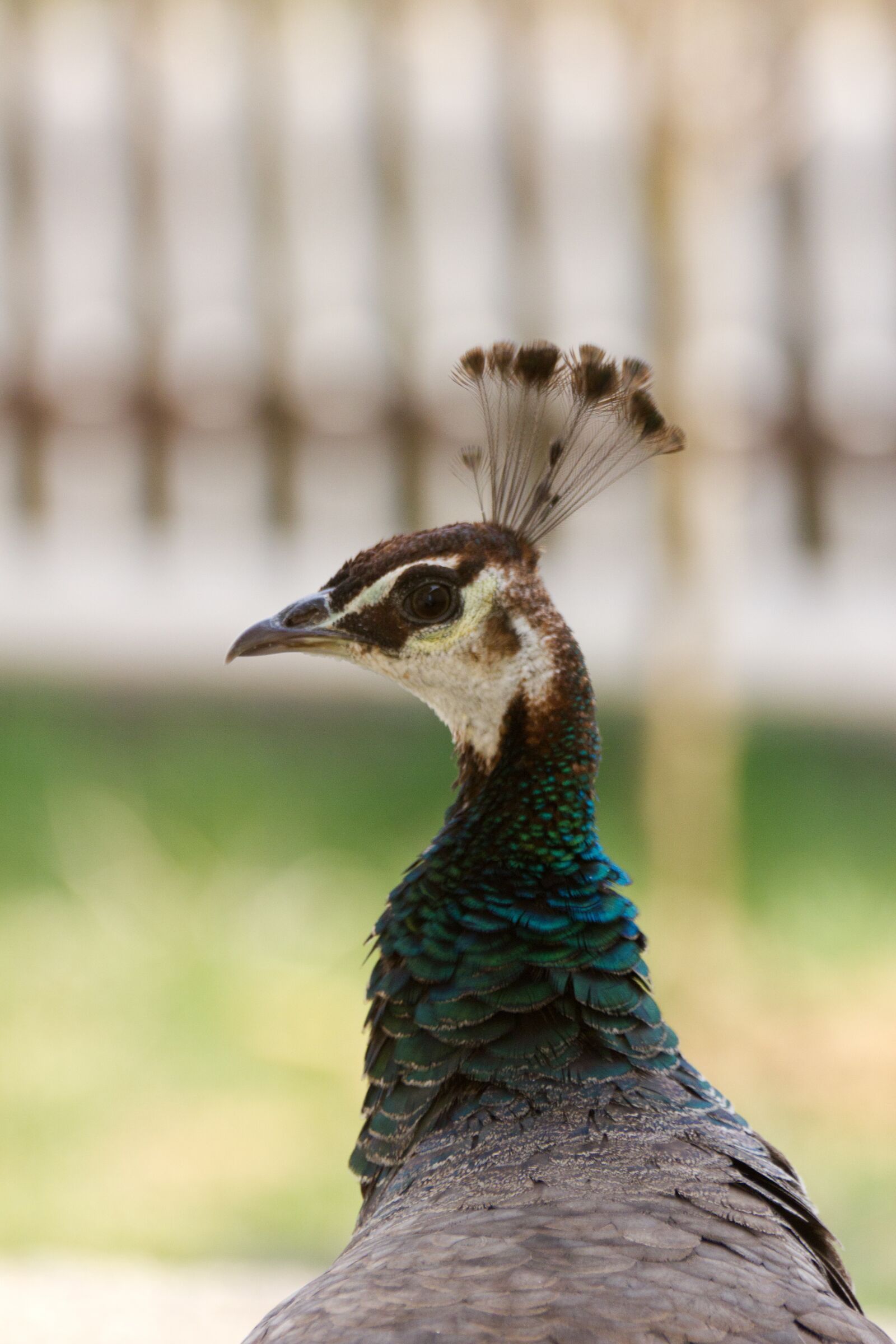 Canon EOS 550D (EOS Rebel T2i / EOS Kiss X4) sample photo. Peacock, wildlife, fowl photography