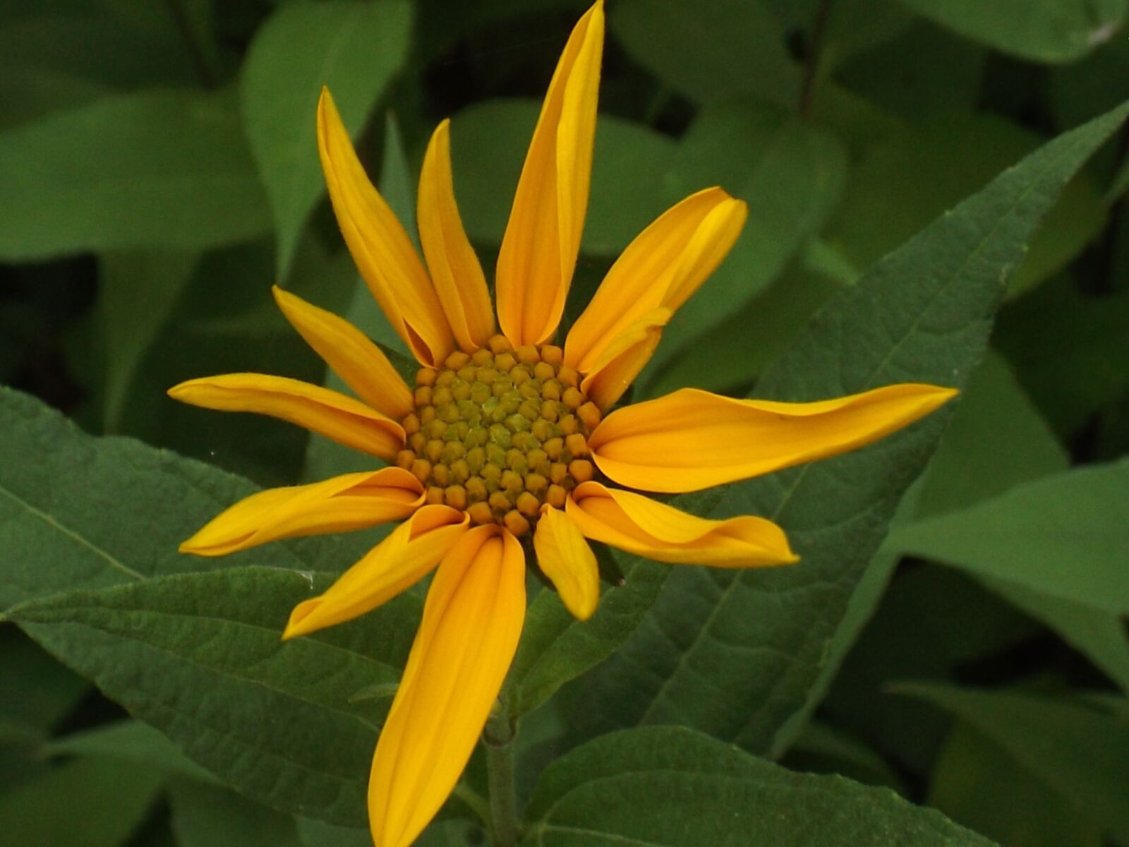 Fujifilm FinePix S4800 sample photo. Flower, yellow, nature photography