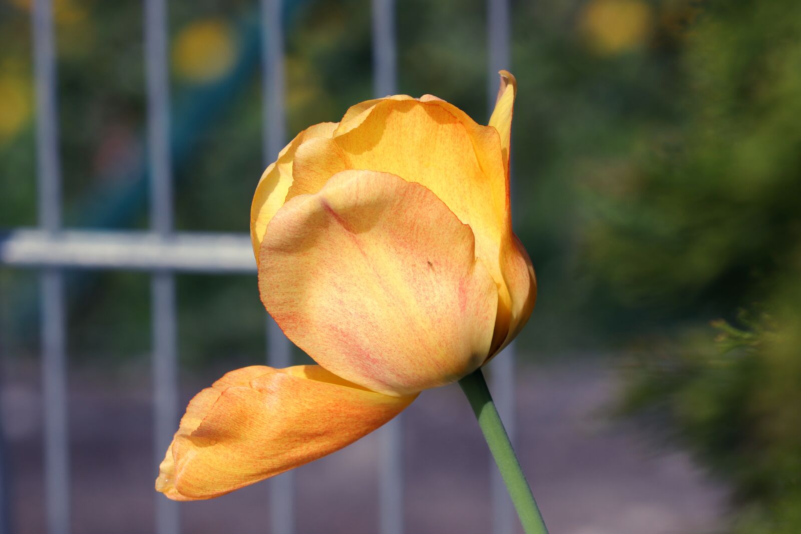 Canon EOS 200D (EOS Rebel SL2 / EOS Kiss X9) sample photo. Tulip, blossom, bloom photography