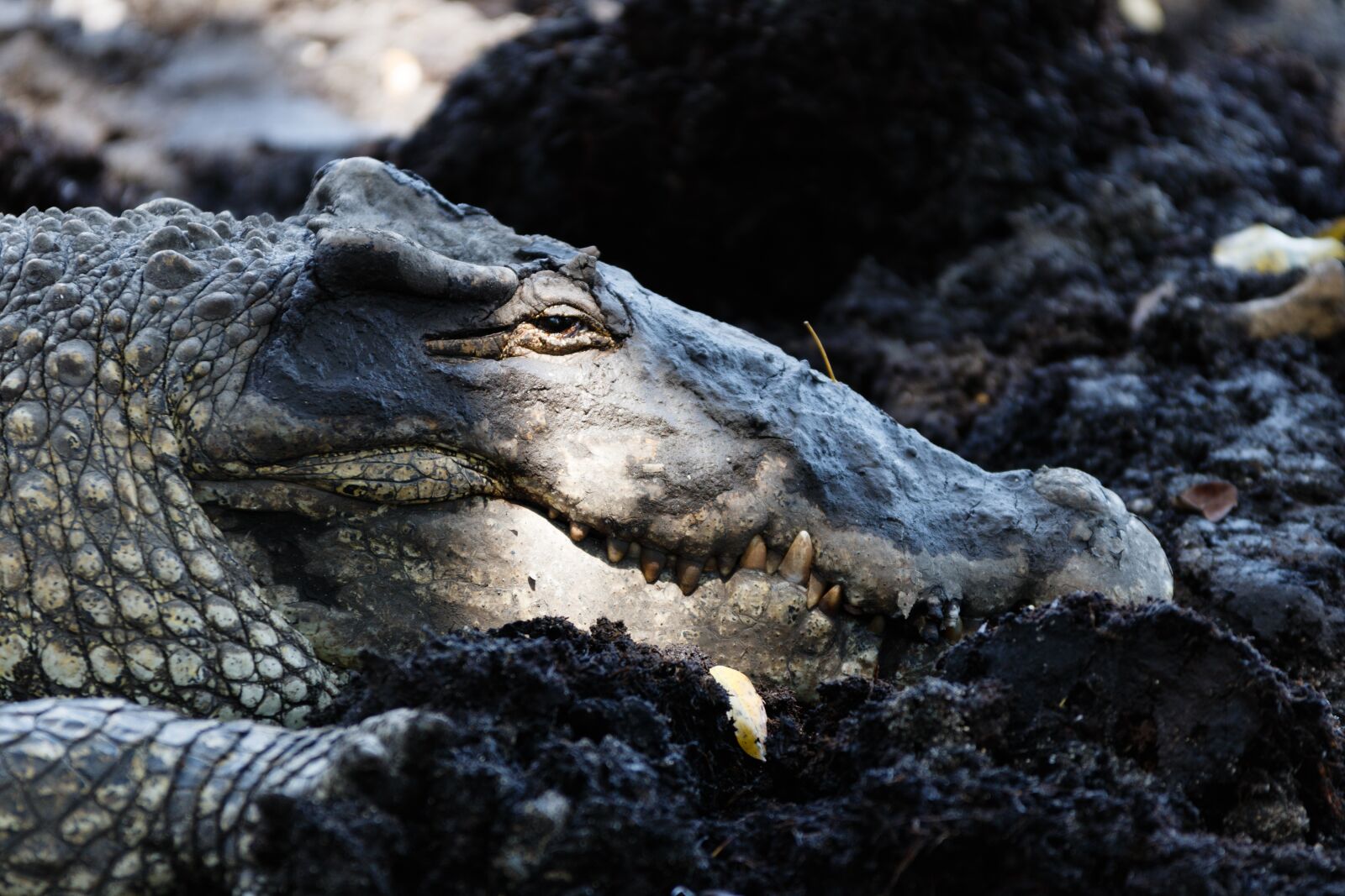 Canon EOS 80D sample photo. Crocodile, animal, reptile photography