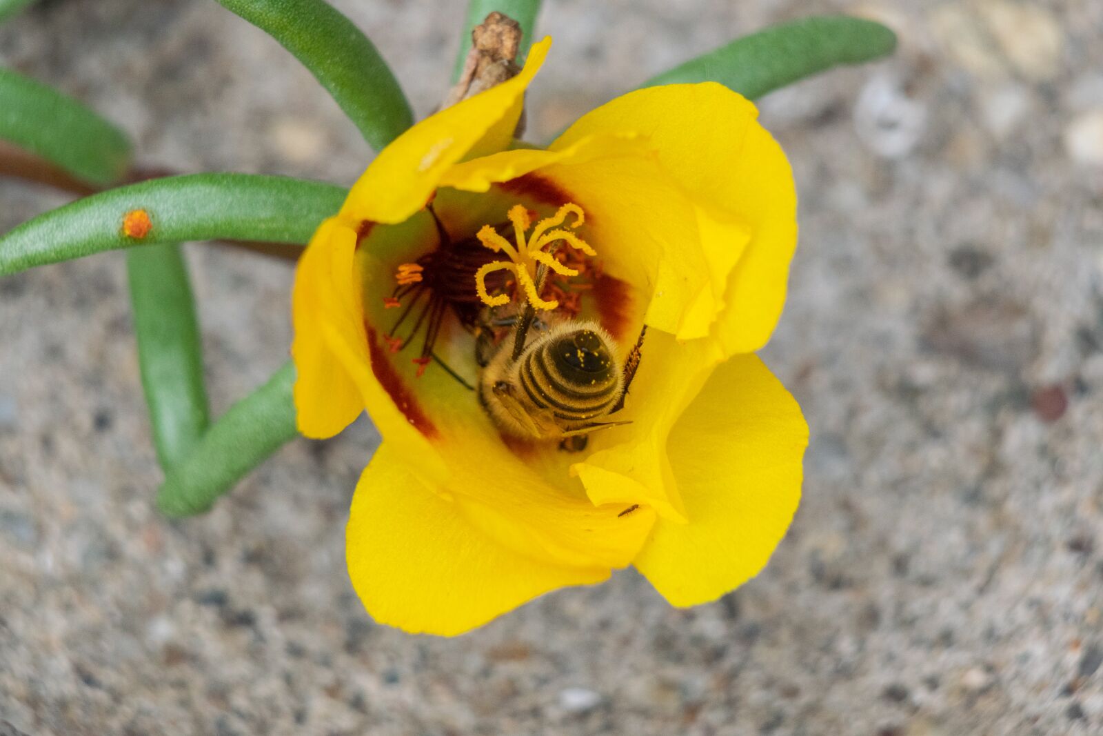 Nikon D3300 sample photo. Flower, bee, insect photography