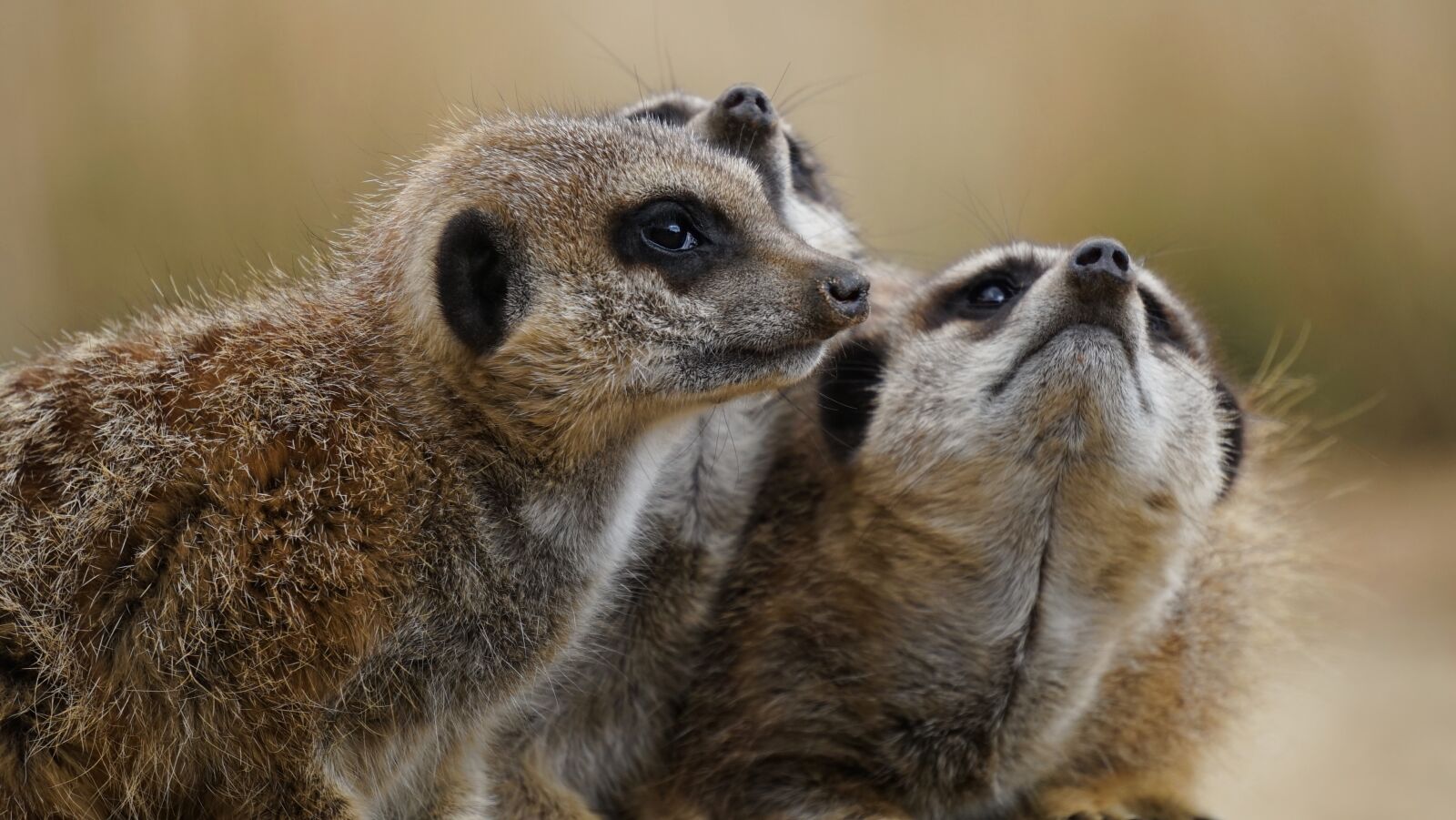 Sony MODEL-NAME + Sony E 55-210mm F4.5-6.3 OSS sample photo. Meerkat, wild, animal photography