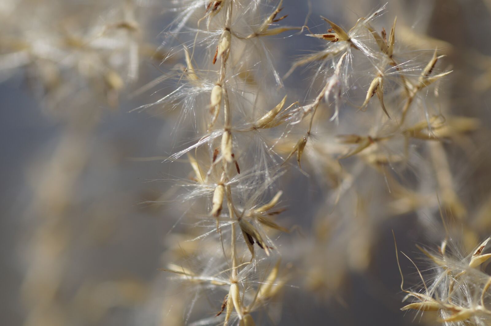 Sony SLT-A58 sample photo. Seeds, fluff, dry photography