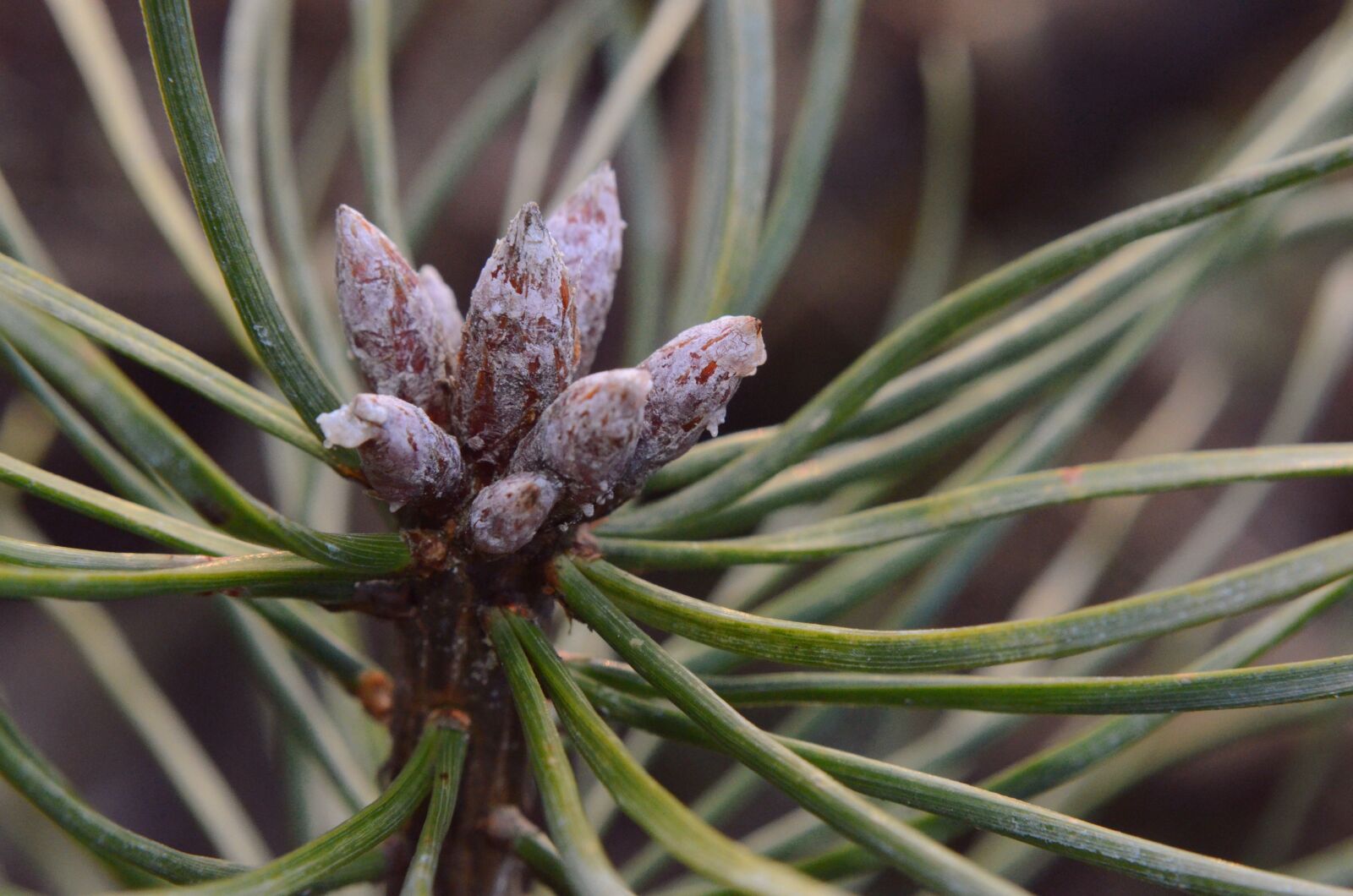 Nikon D7000 sample photo. Nature, tree, needle photography