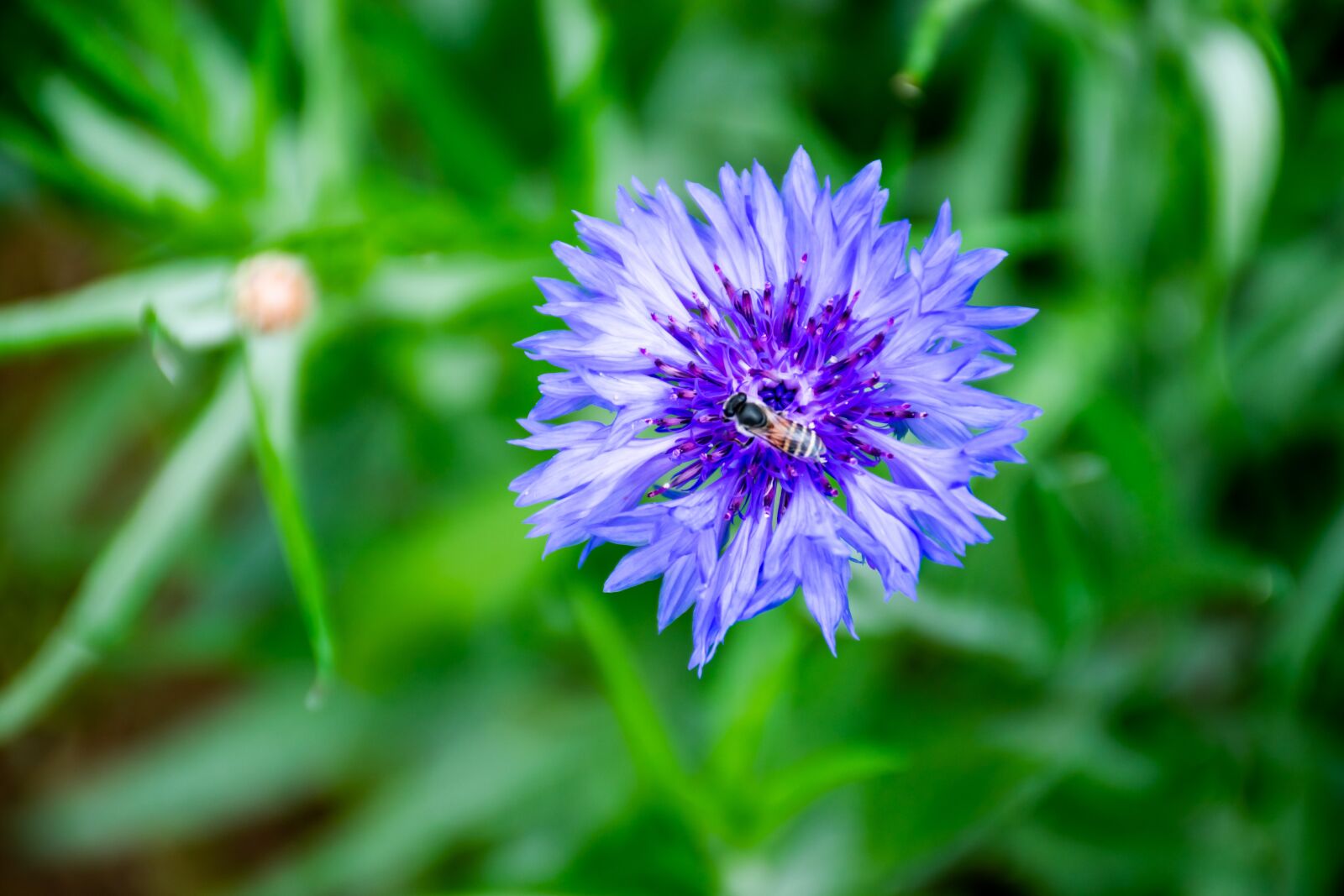 Nikon D5300 sample photo. Flower, bee, nature photography