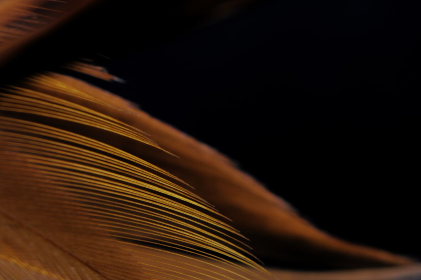 Canon EOS 750D (EOS Rebel T6i / EOS Kiss X8i) sample photo. Feather, bird, avian photography