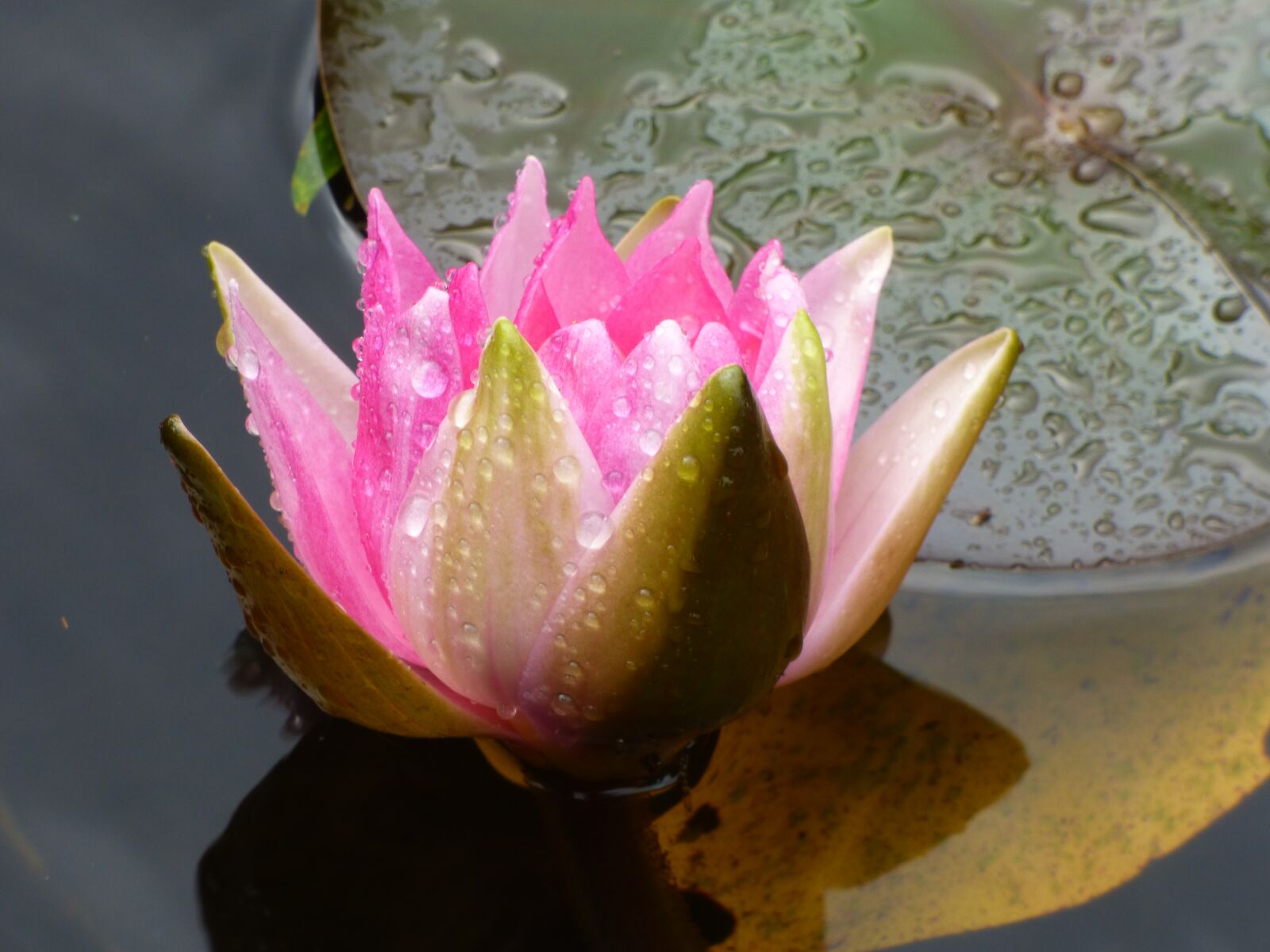 Panasonic DMC-FZ72 sample photo. Water lily, raindrop, pink photography