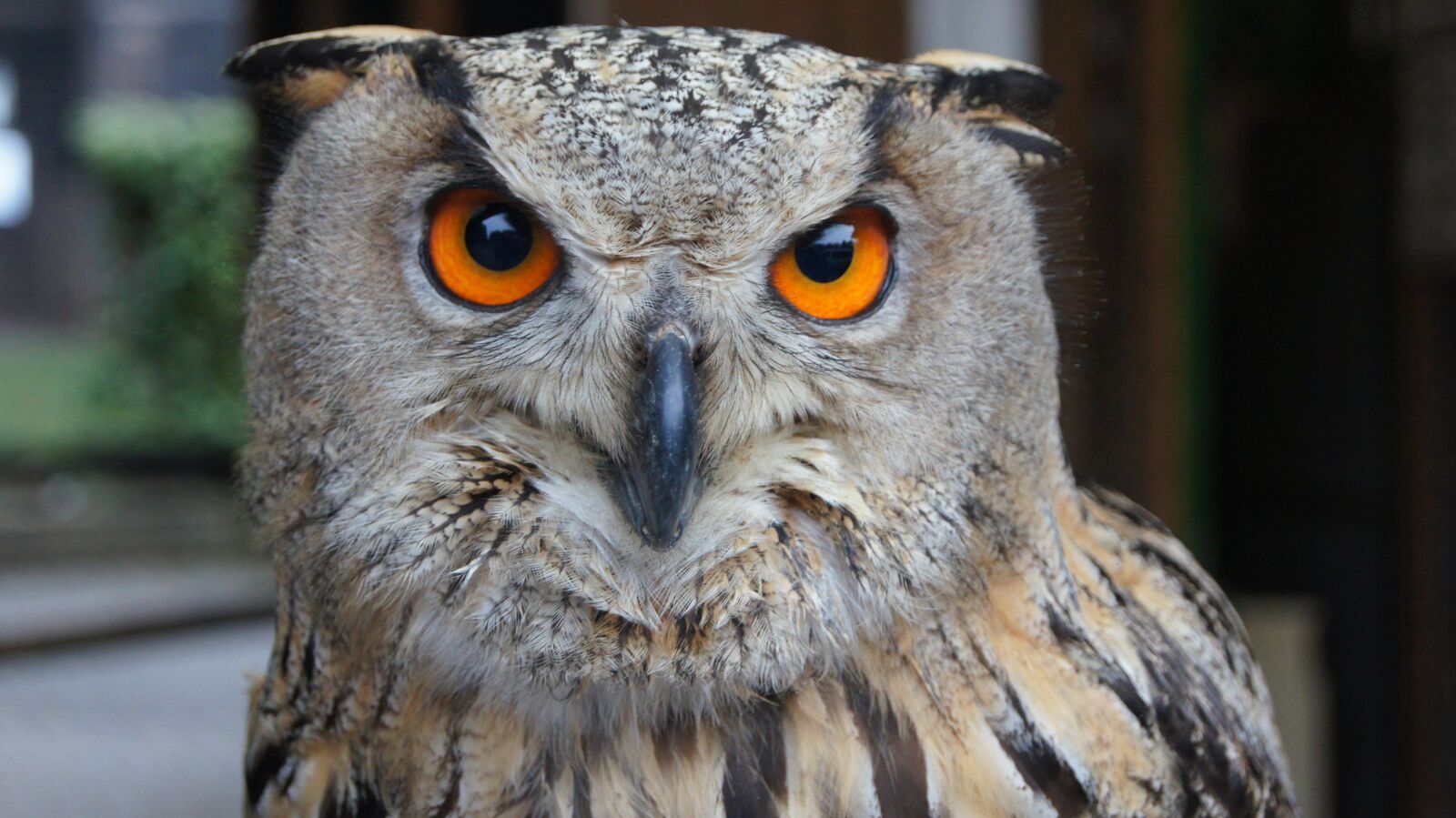 Sony SLT-A55 (SLT-A55V) sample photo. Owl, free deer, bird photography