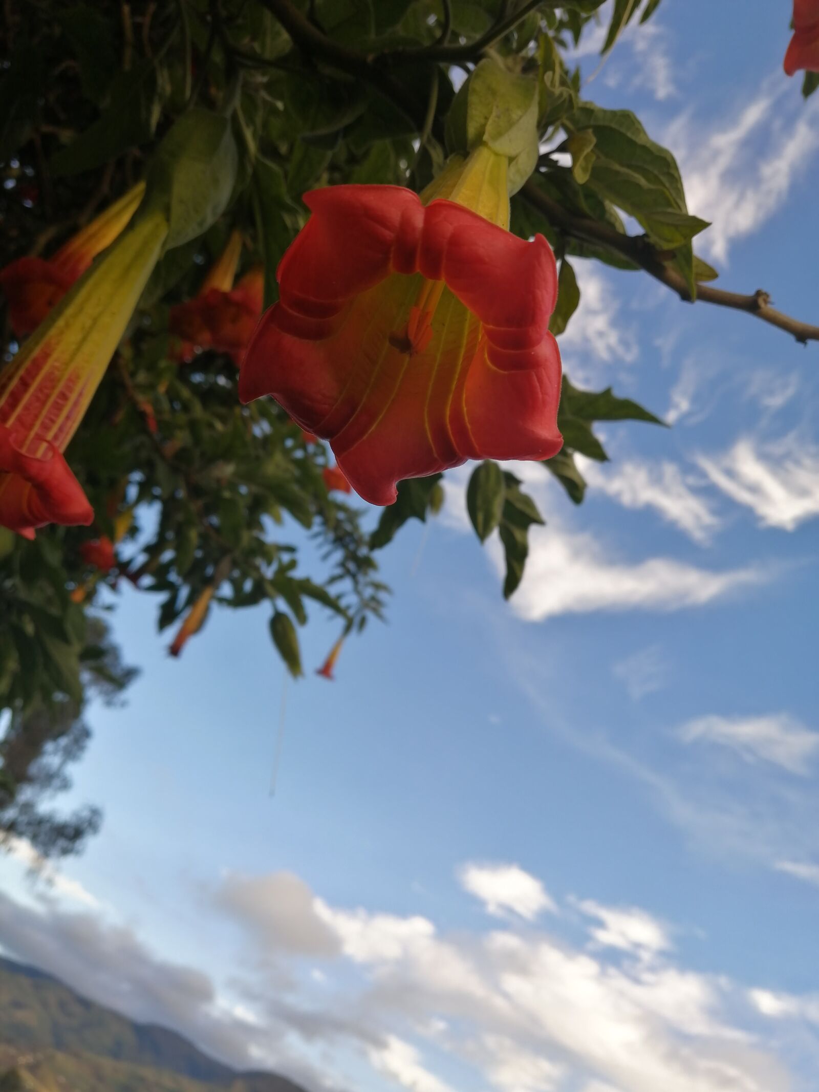 HUAWEI P30 LITE sample photo. Plant, blur, flower photography