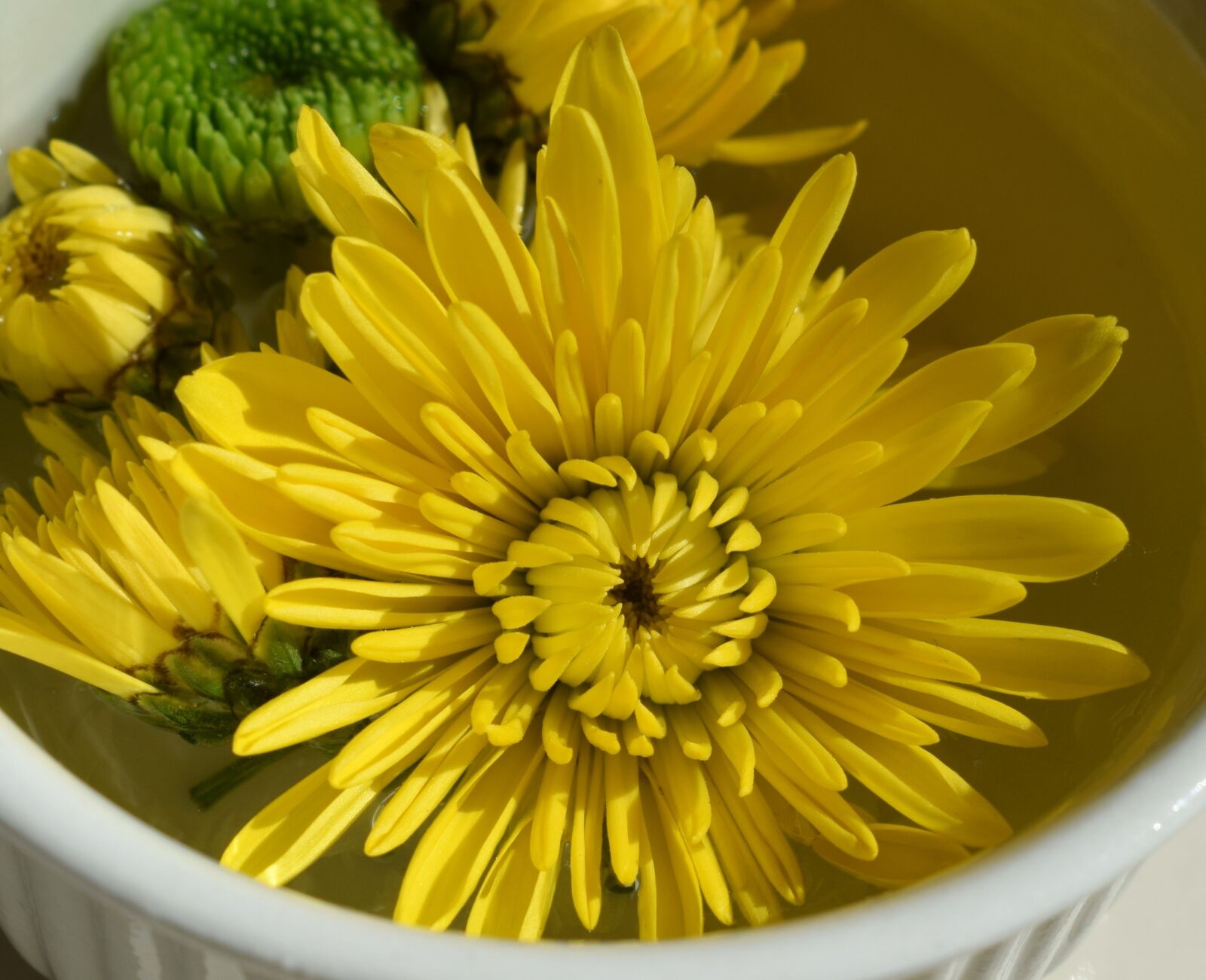 Nikon D3300 sample photo. Floating yellow chrysanthemums, mum photography