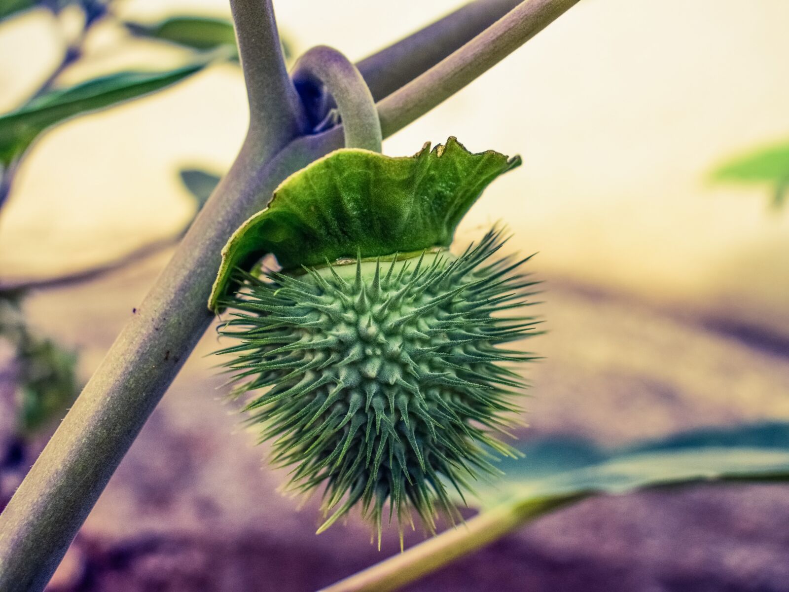 Nikon D3300 sample photo. Plant, fruit, nature photography