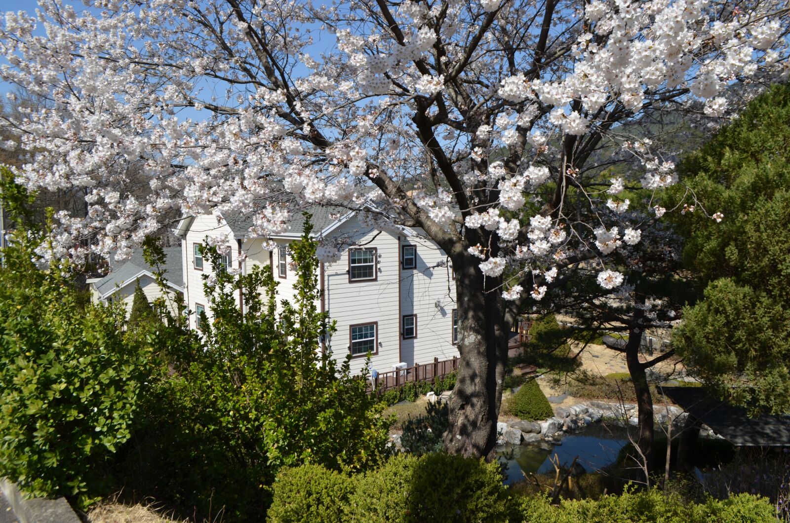 Nikon D5100 sample photo. Spring, beoc flowers, sol photography