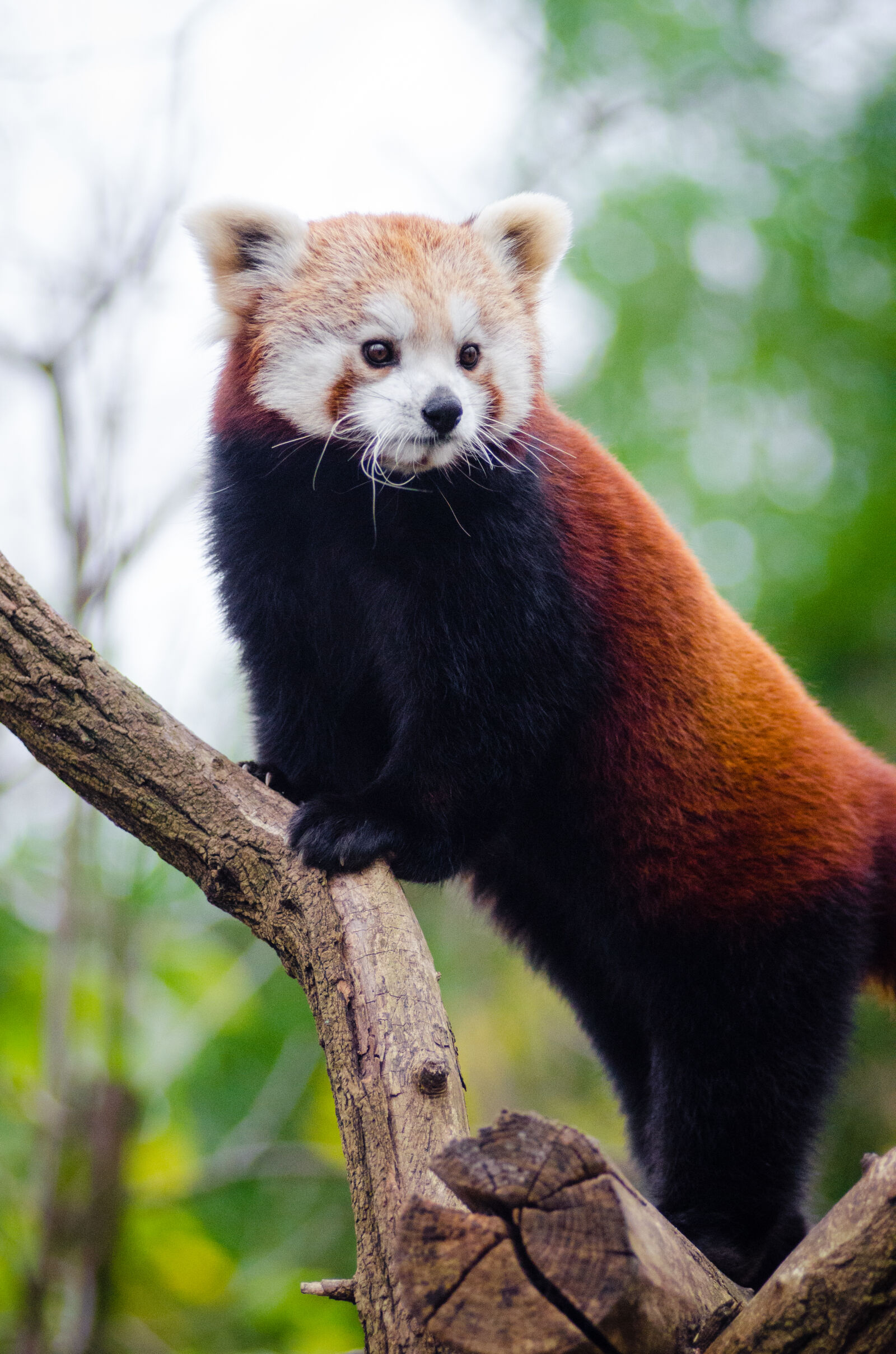 AF Zoom-Nikkor 80-200mm f/2.8 ED sample photo