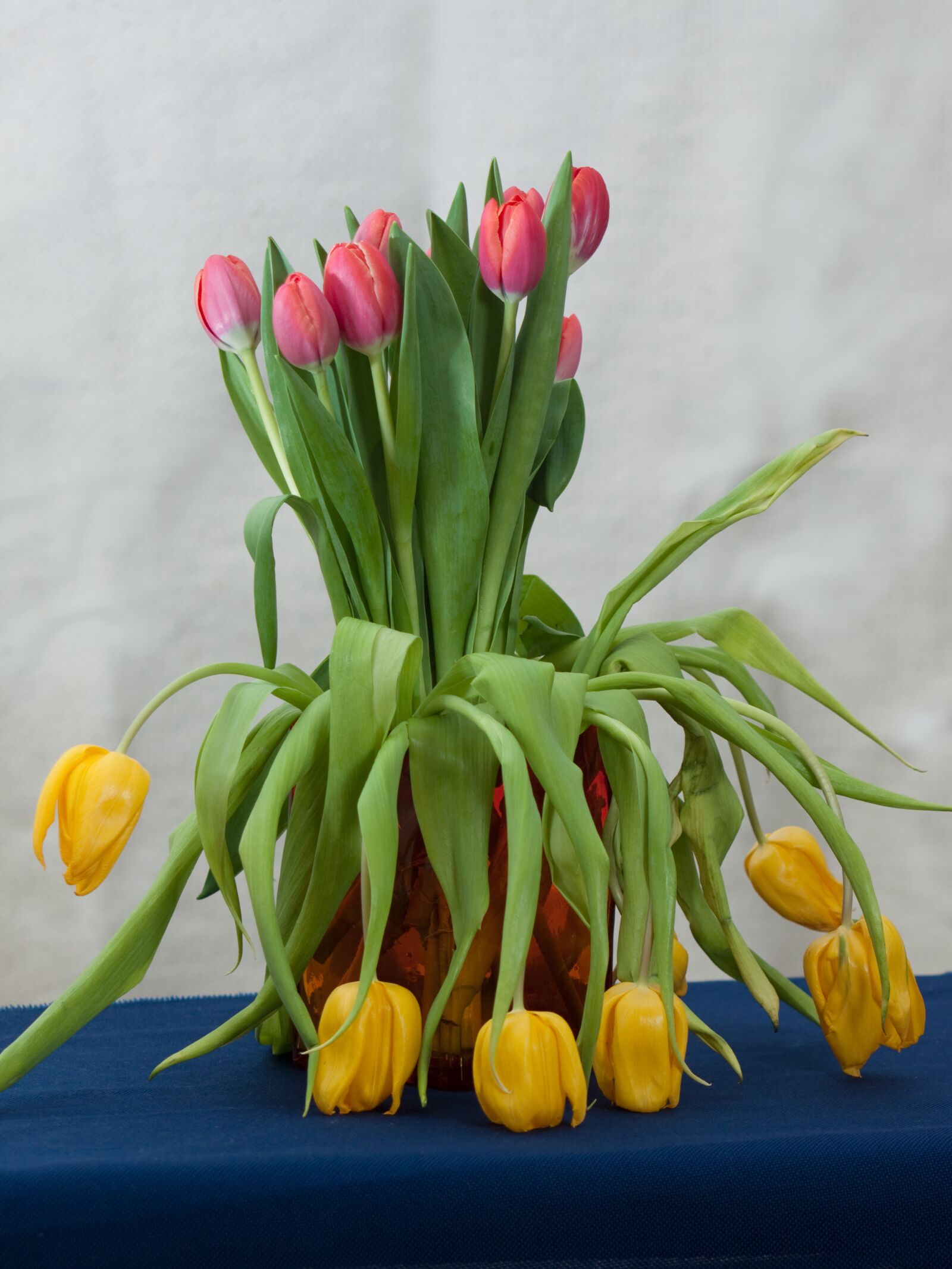 Canon EOS 50D + Canon EF 35-350mm F3.5-5.6L USM sample photo. Flowers, tulips, still life photography