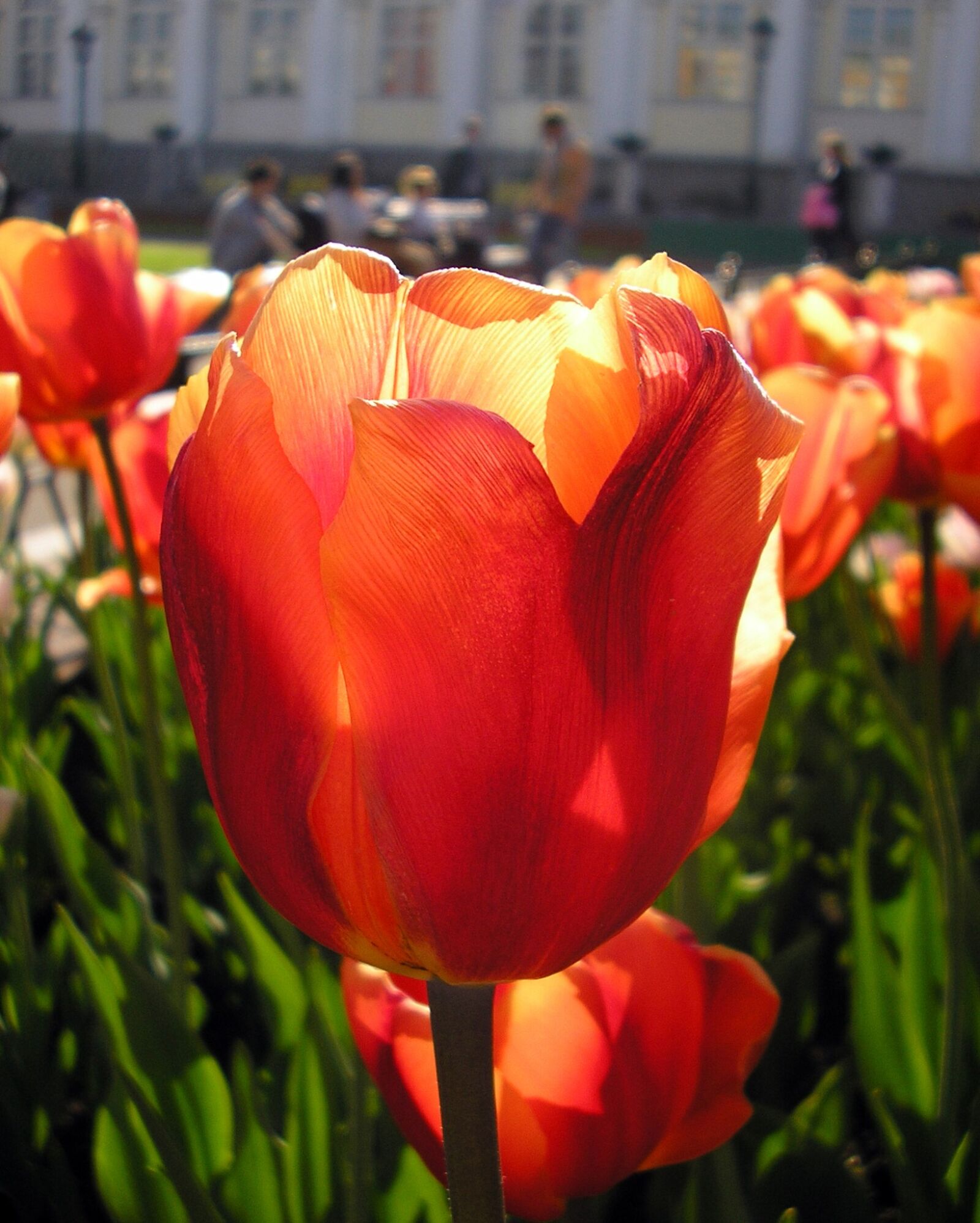 Olympus X100,D540Z,C310Z sample photo. Tulip, macro, city photography