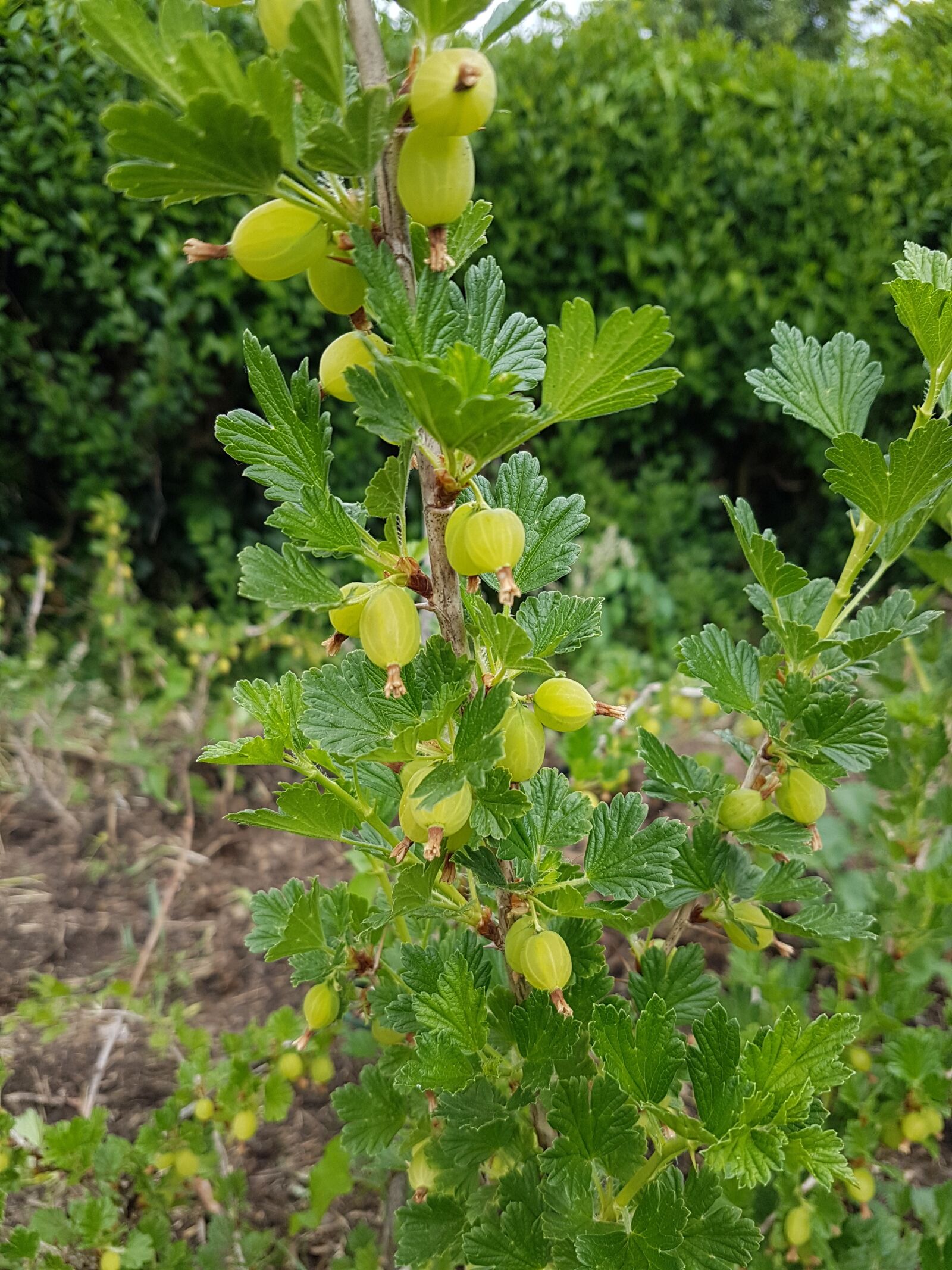 Samsung Galaxy S7 Edge sample photo. Gooseberry, goosegog, allotment photography