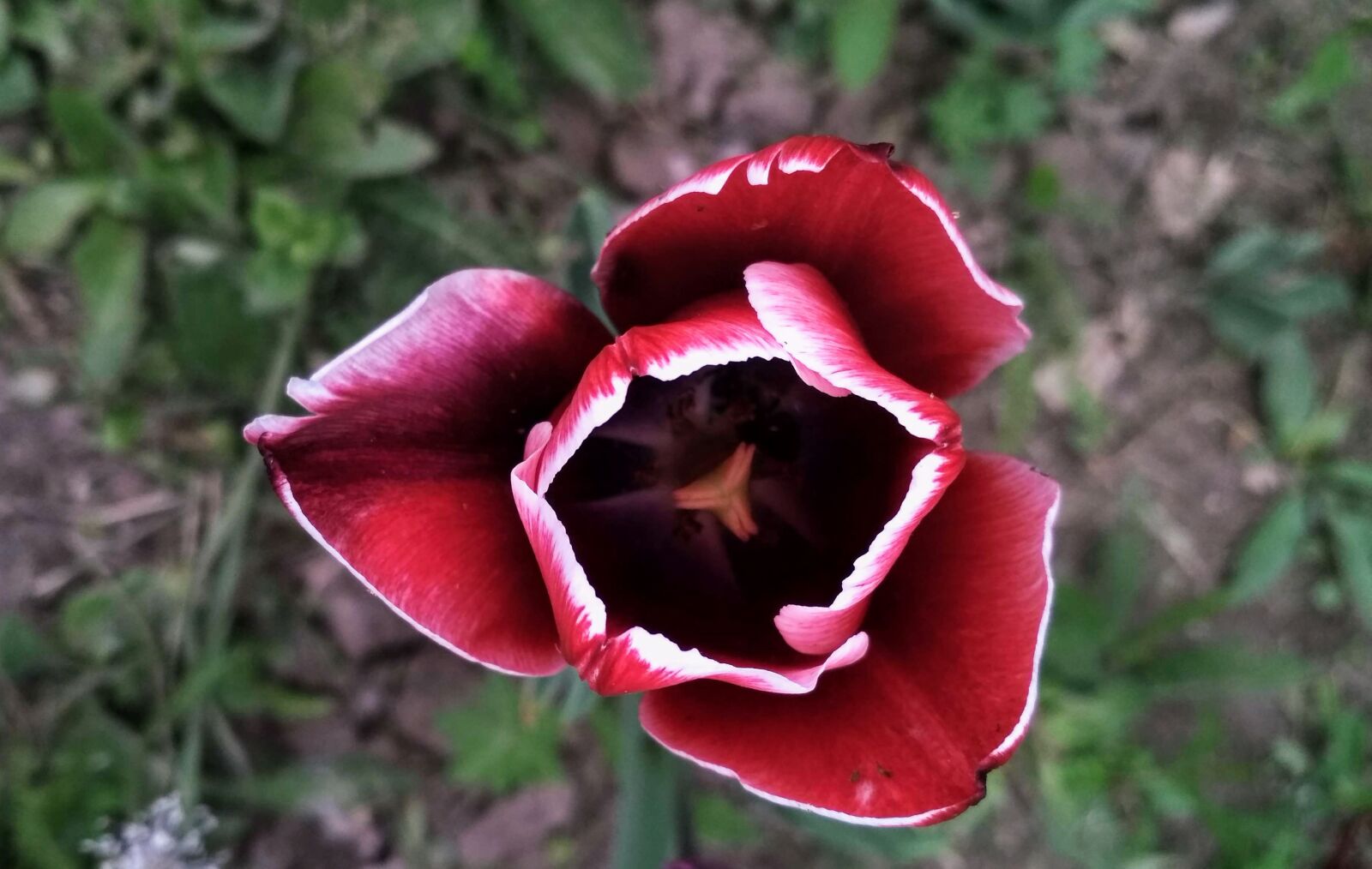 Xiaomi Redmi 4X sample photo. Flower, black, nature photography