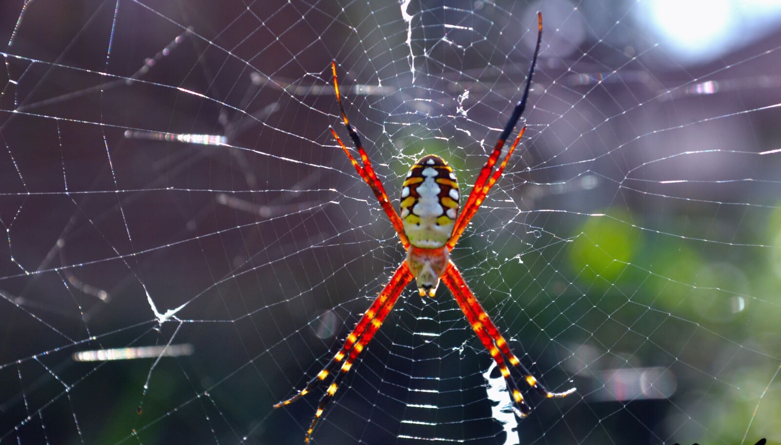 Nikon D3100 sample photo. Spider, animals, insects photography
