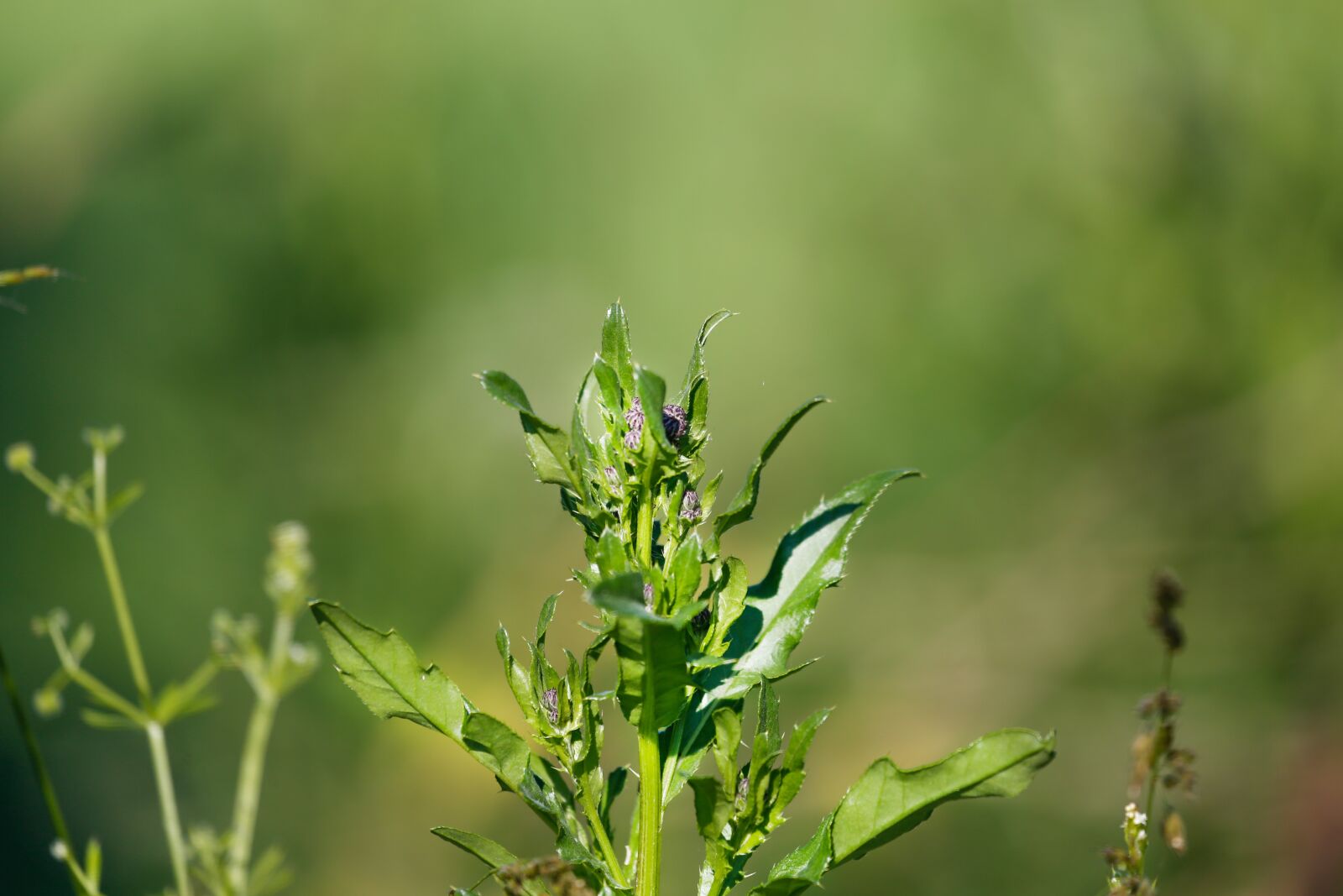 Canon EF 100-400mm F4.5-5.6L IS USM sample photo. Grass, halme, green photography