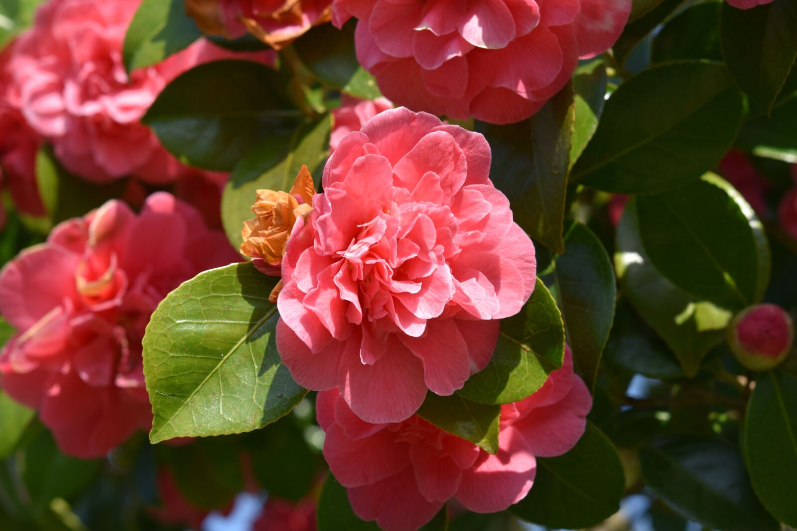 Nikon D5600 sample photo. Flower, flowers of camellia photography