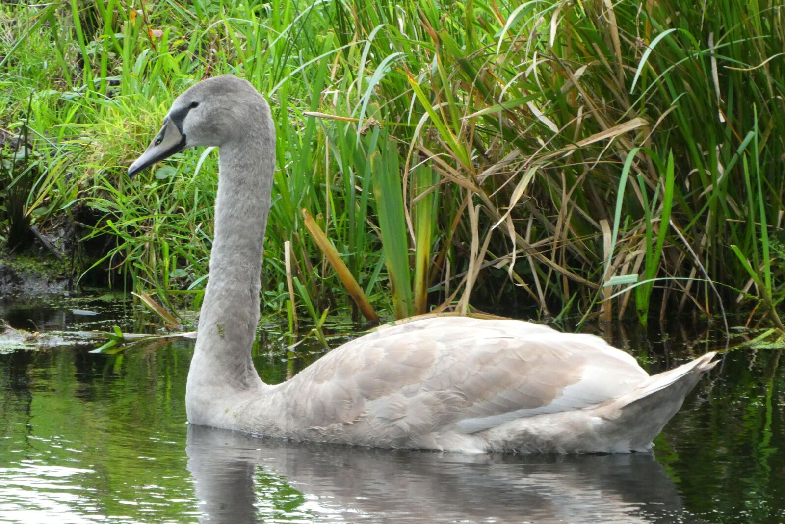 Panasonic Lumix DC-ZS70 (Lumix DC-TZ90) sample photo. Cygnet, plumage, grey photography