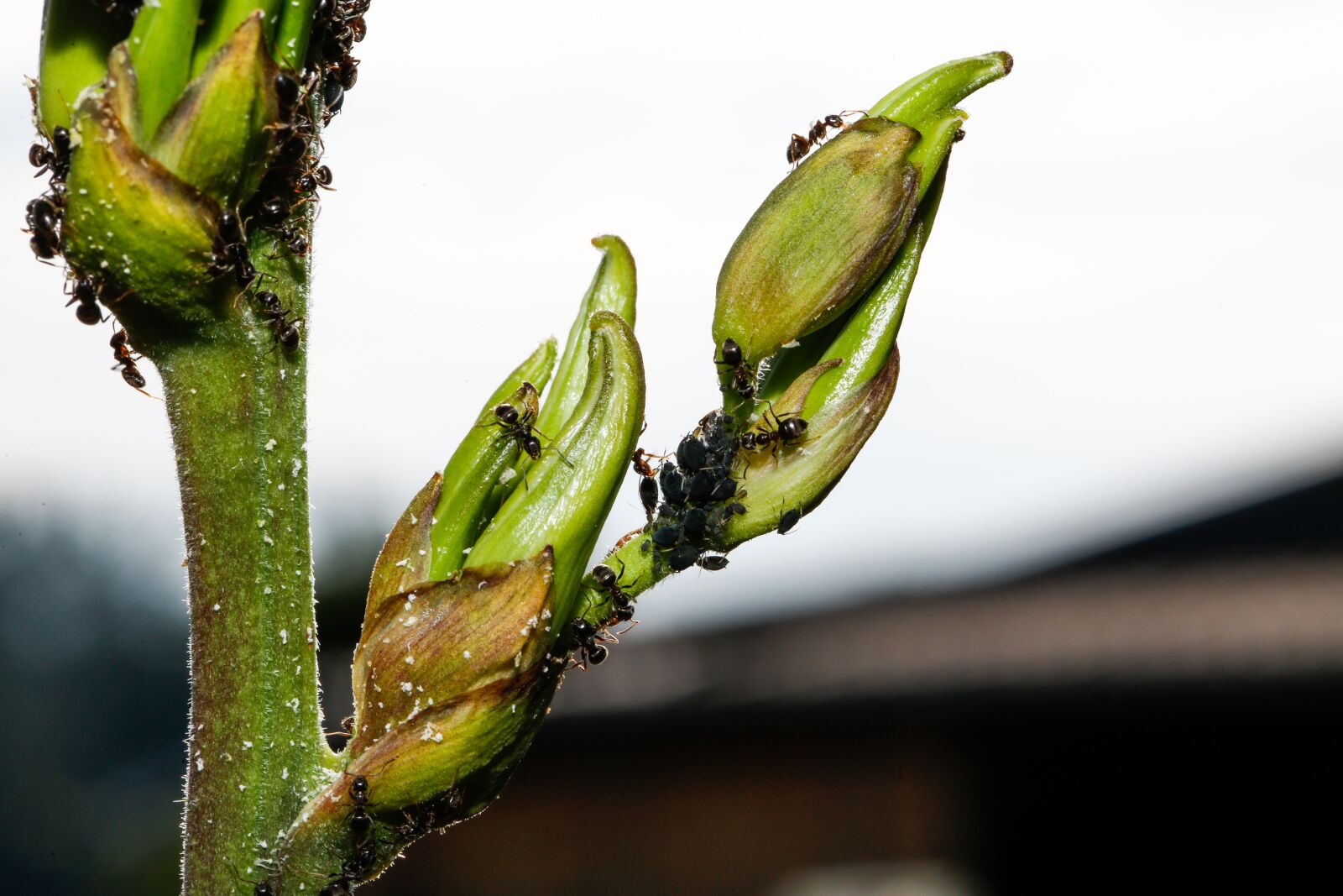 Canon EF 100mm F2.8L Macro IS USM sample photo. Ants, aphids, animals photography