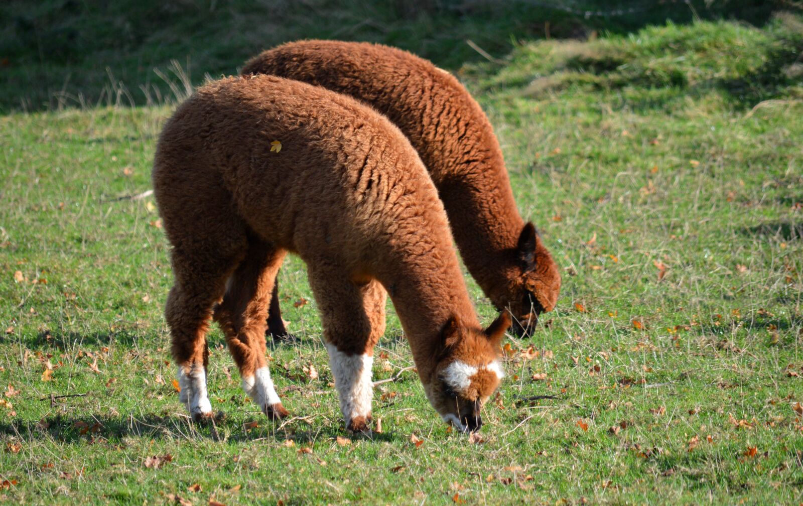 Nikon D3200 sample photo. Lama, alpaca, camel photography
