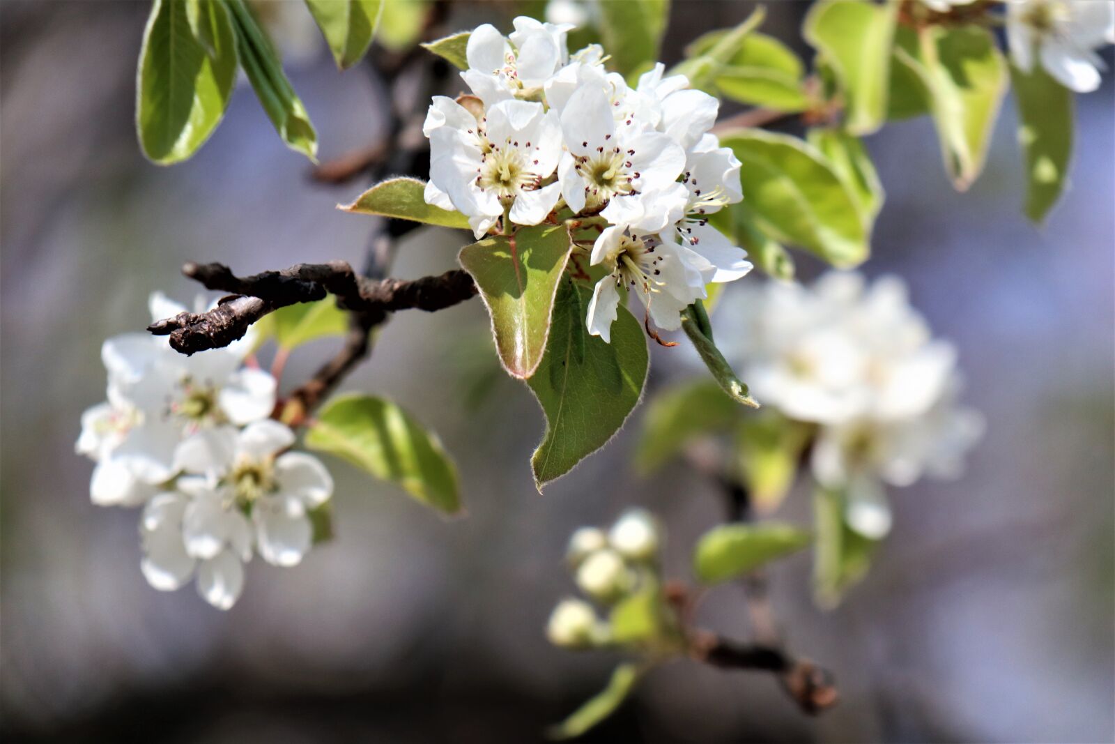Canon EOS M6 sample photo. Spring, flowering crabapple, twigs photography