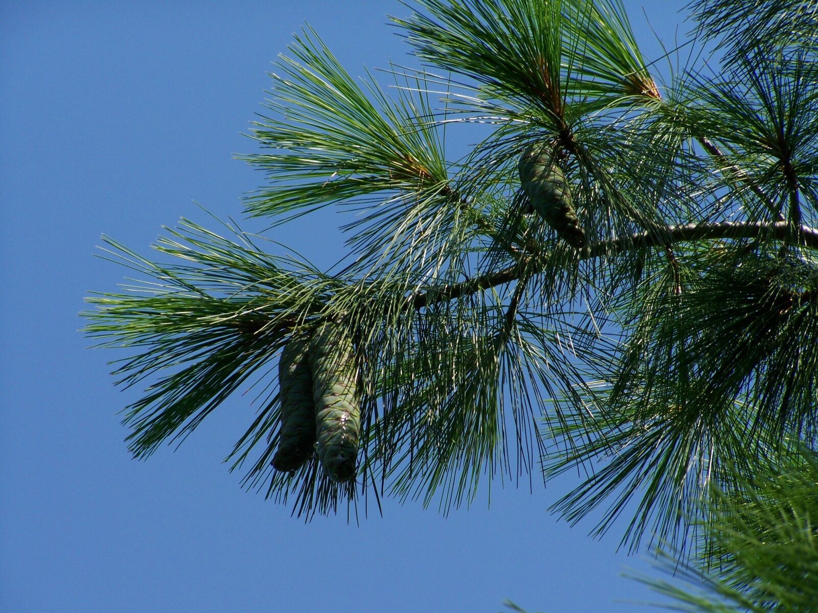 Kodak EASYSHARE ZD710 ZOOM DIGITAL CAMERA sample photo. Pine cones, green, immature photography