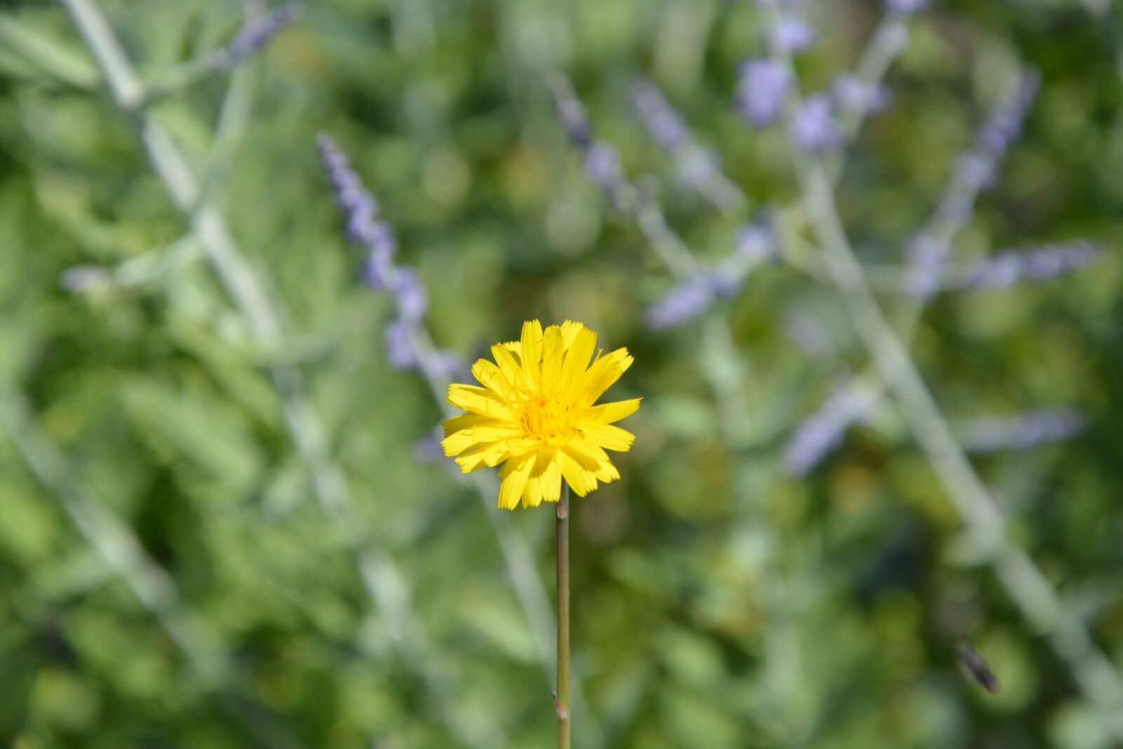 Nikon D5200 sample photo. Flower, dandelion, nature photography