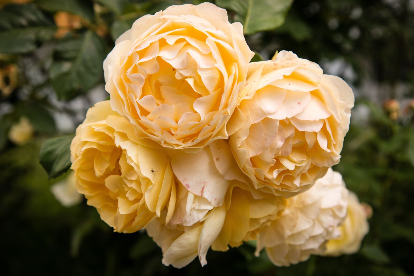 Canon EOS 70D sample photo. Rose, flower, flora photography