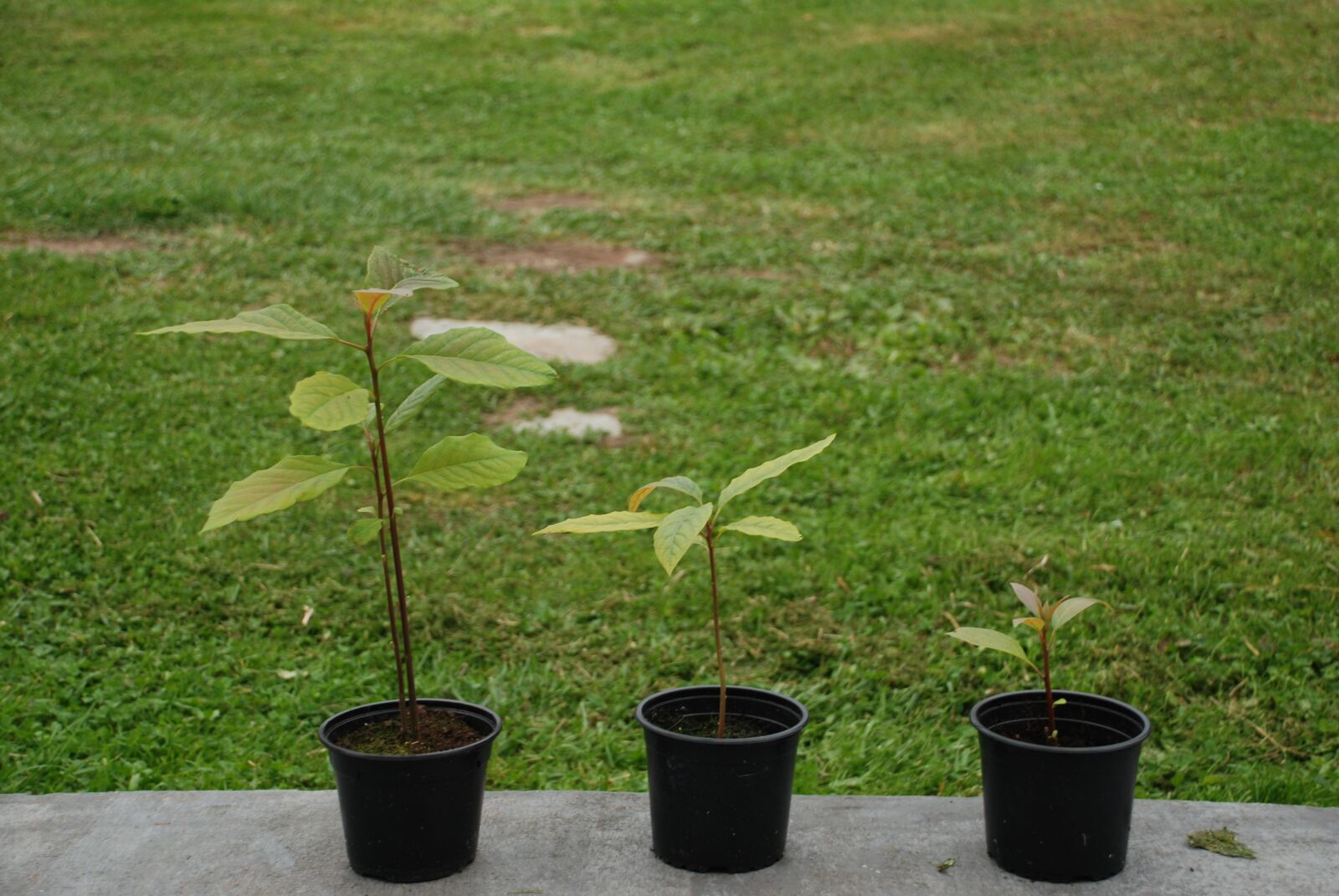 Nikon D80 sample photo. Avocados, plant, flowerpot photography