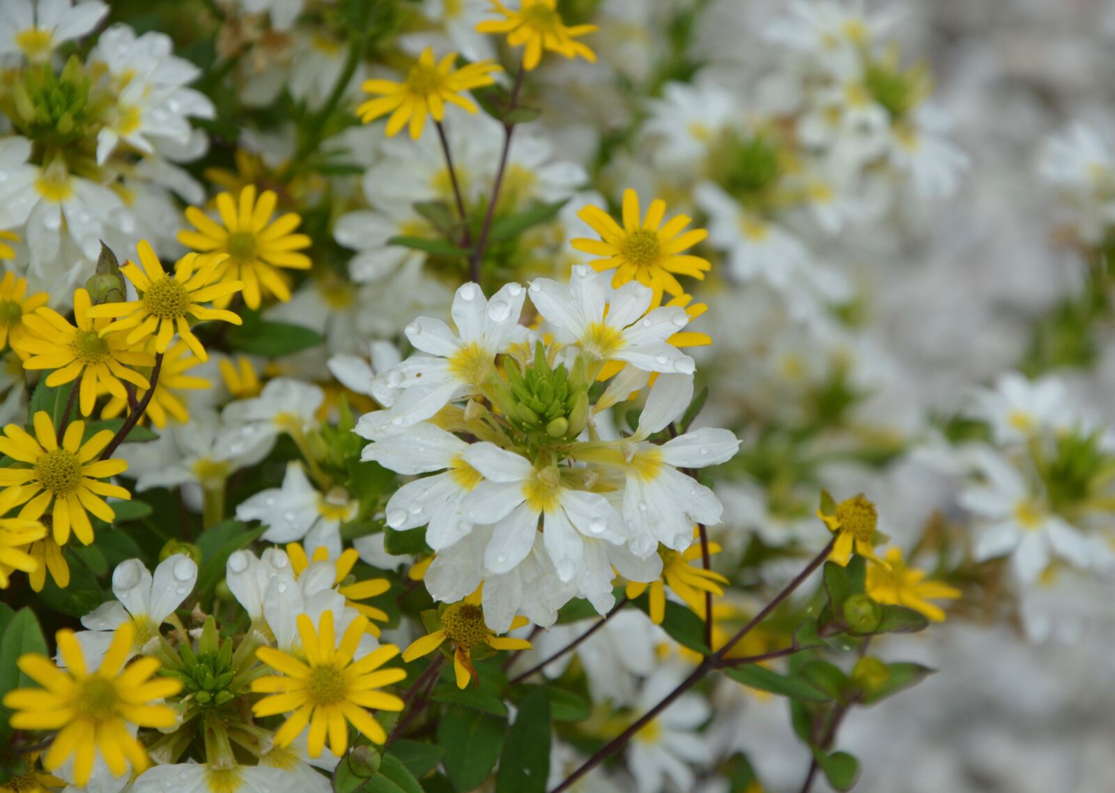 Nikon D5200 sample photo. Flowers of massive, parterre photography