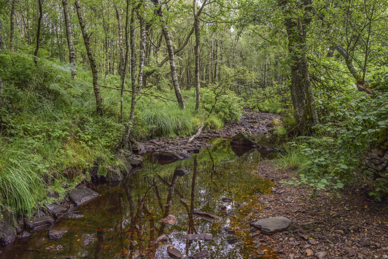 Nikon D3300 sample photo. Forest, nature, landscape photography